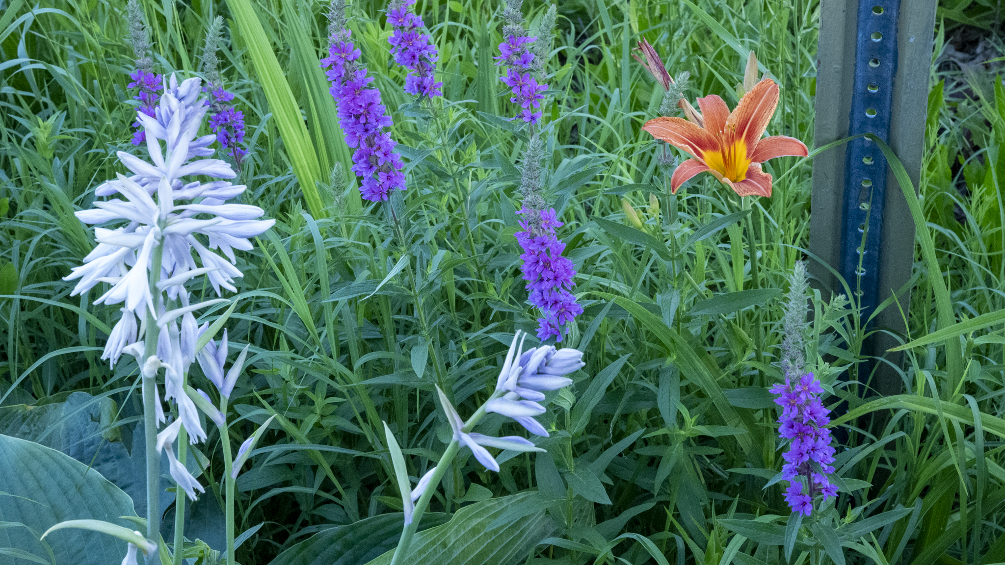 Colorful flowers including white, purple, and orange blooms in a lush green garden with a metal stake on the side.