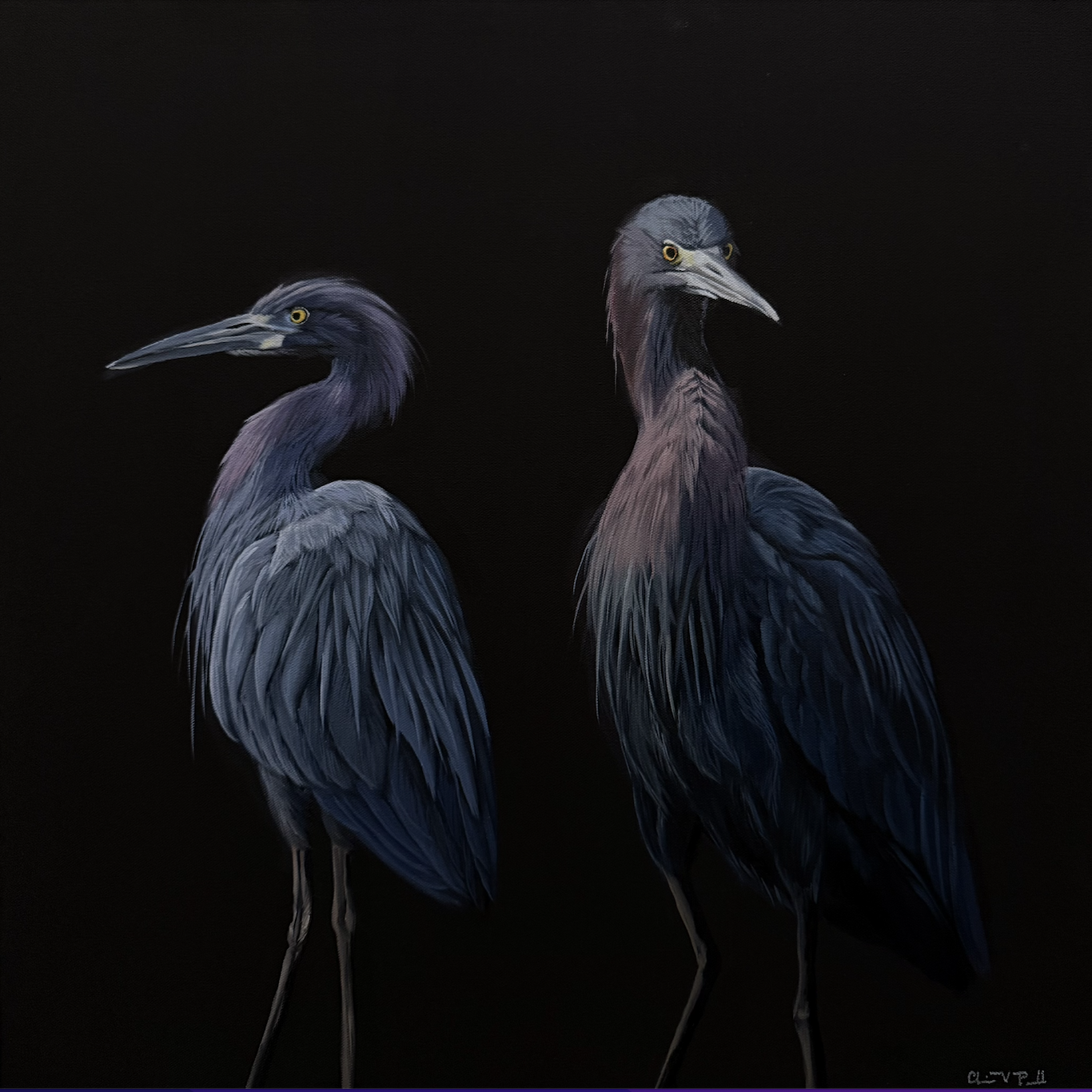 Painting of two herons with dark plumage and long legs against a black background.