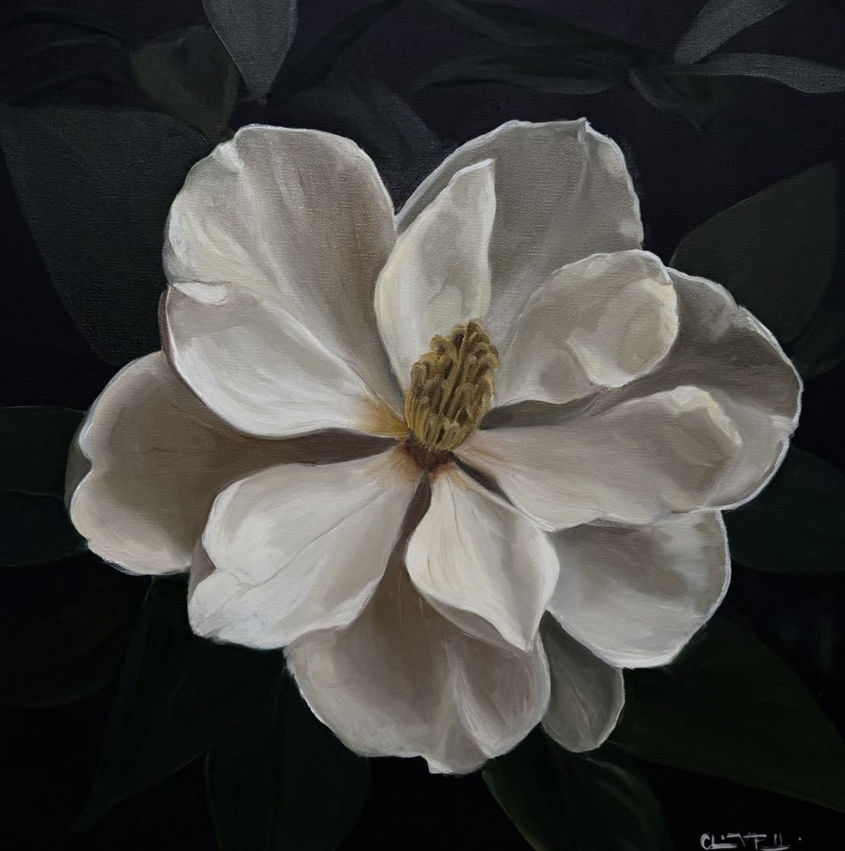 Close-up of a white magnolia flower with dark green leaves in the background.