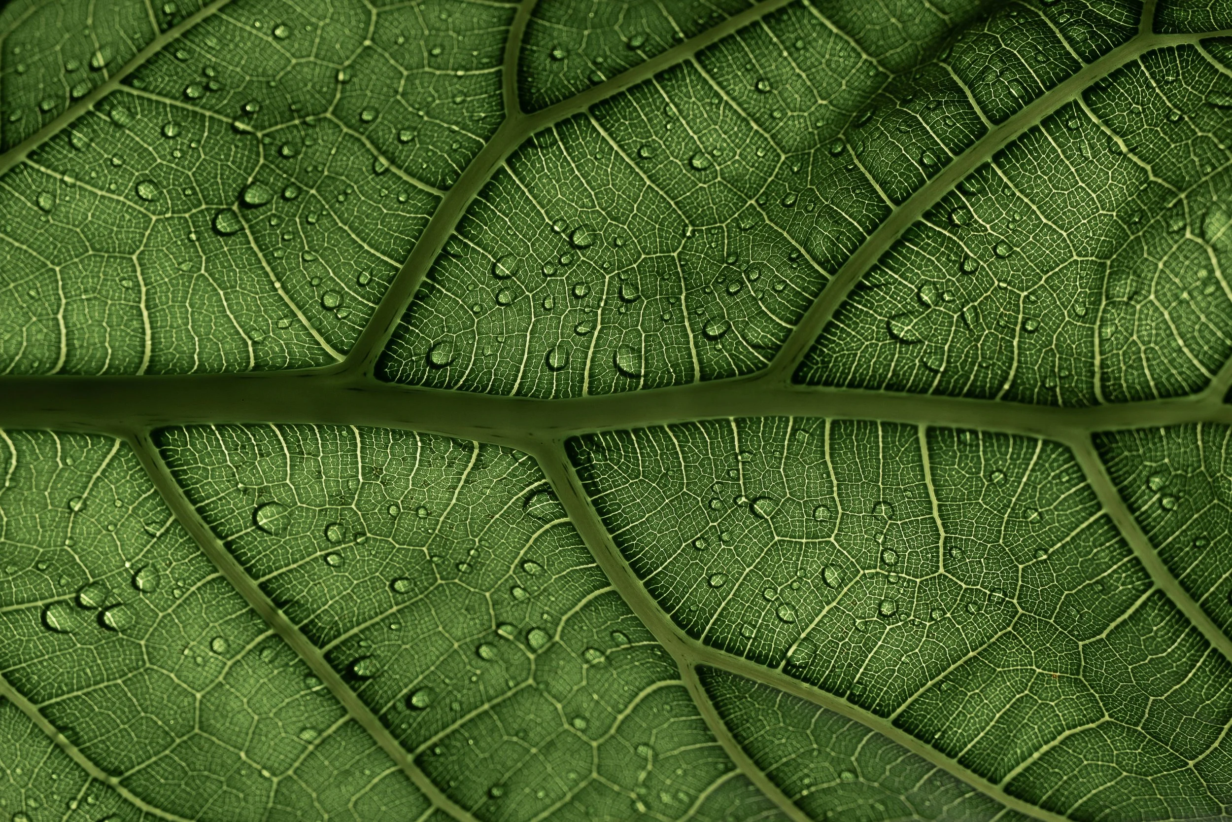 Close-up of a green leaf with prominent leaf veins and water droplets.