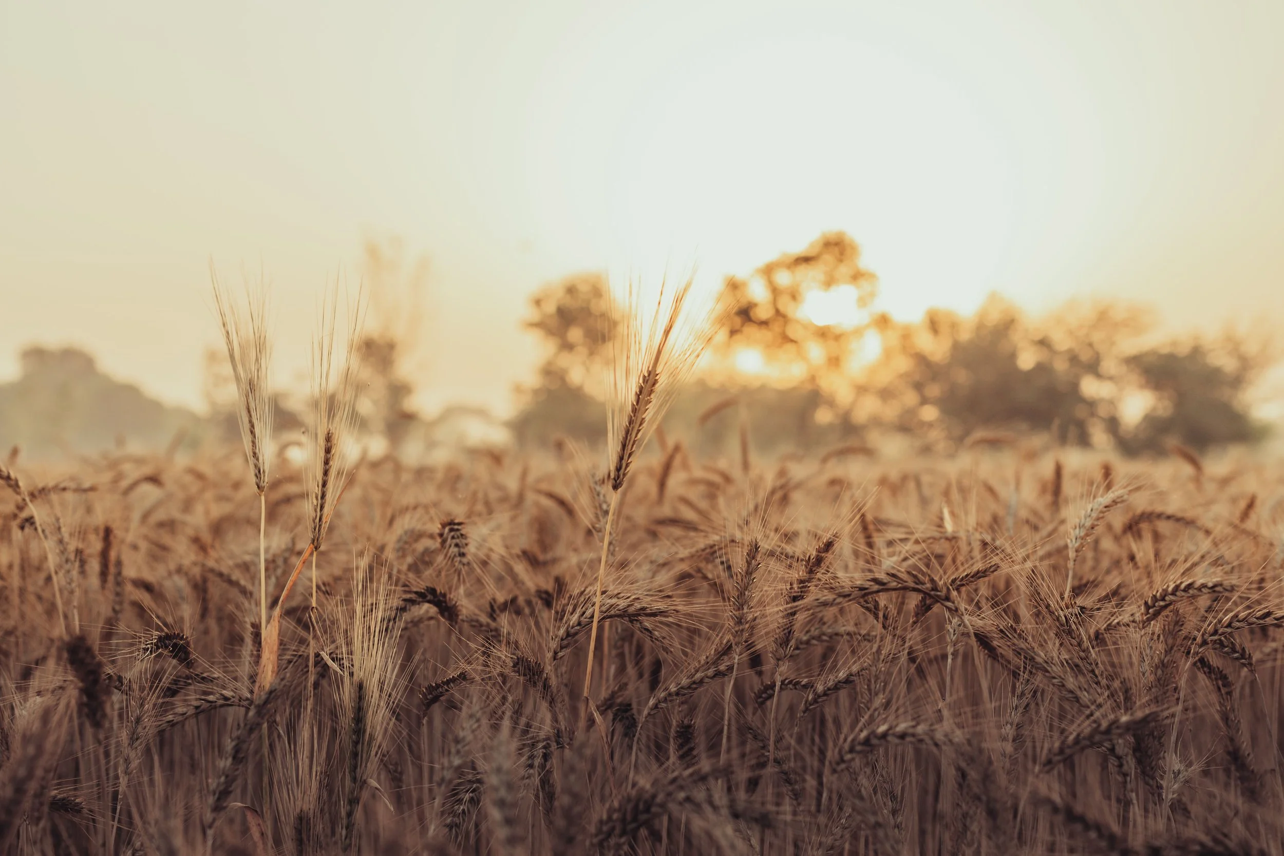 Close-up of wheat stalks in a field during sunset or sunrise.