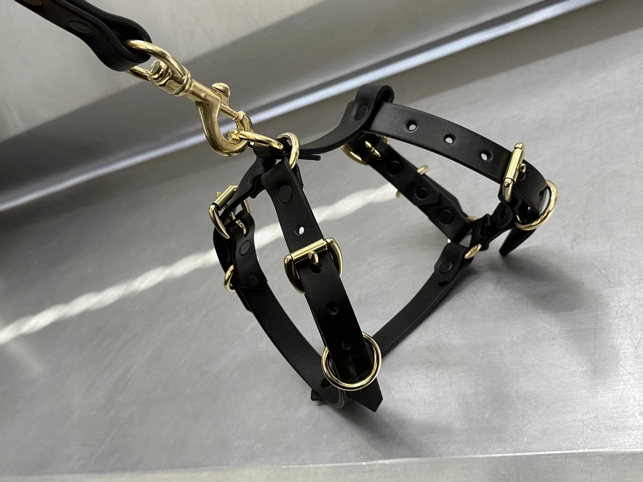 Cassius_Harley harness_black brass_shot with leash.jpg