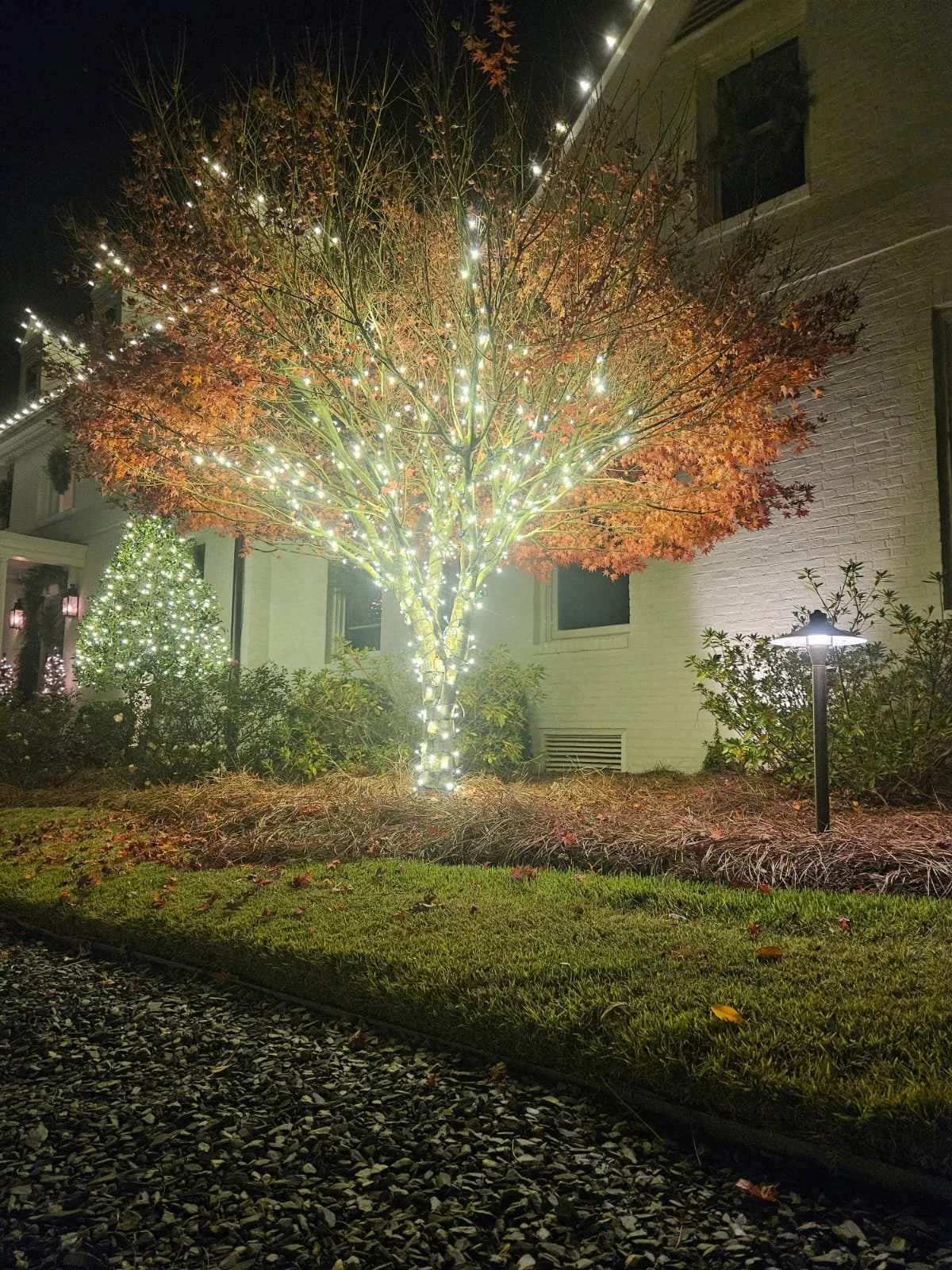 Tree decorated with white lights in a residential yard at night, with a house, shrubs, and a lawn surrounding it.