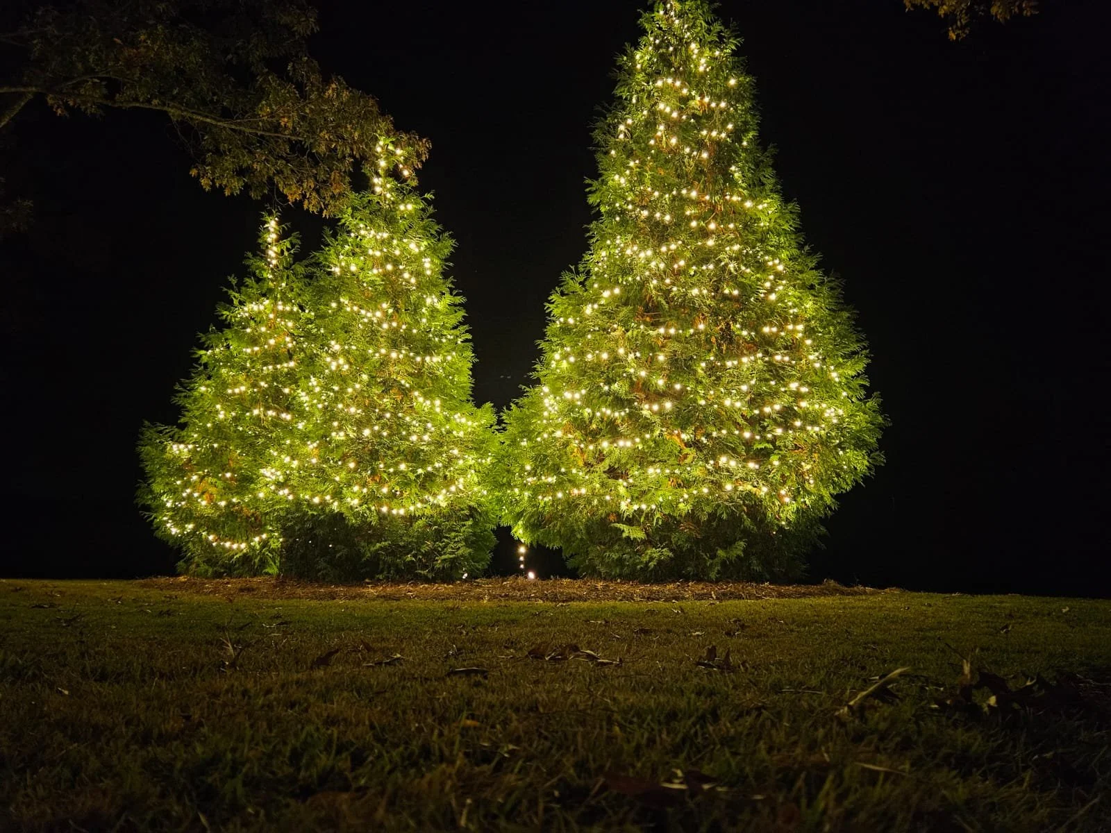 Two decorated Christmas trees illuminated with string lights at night.