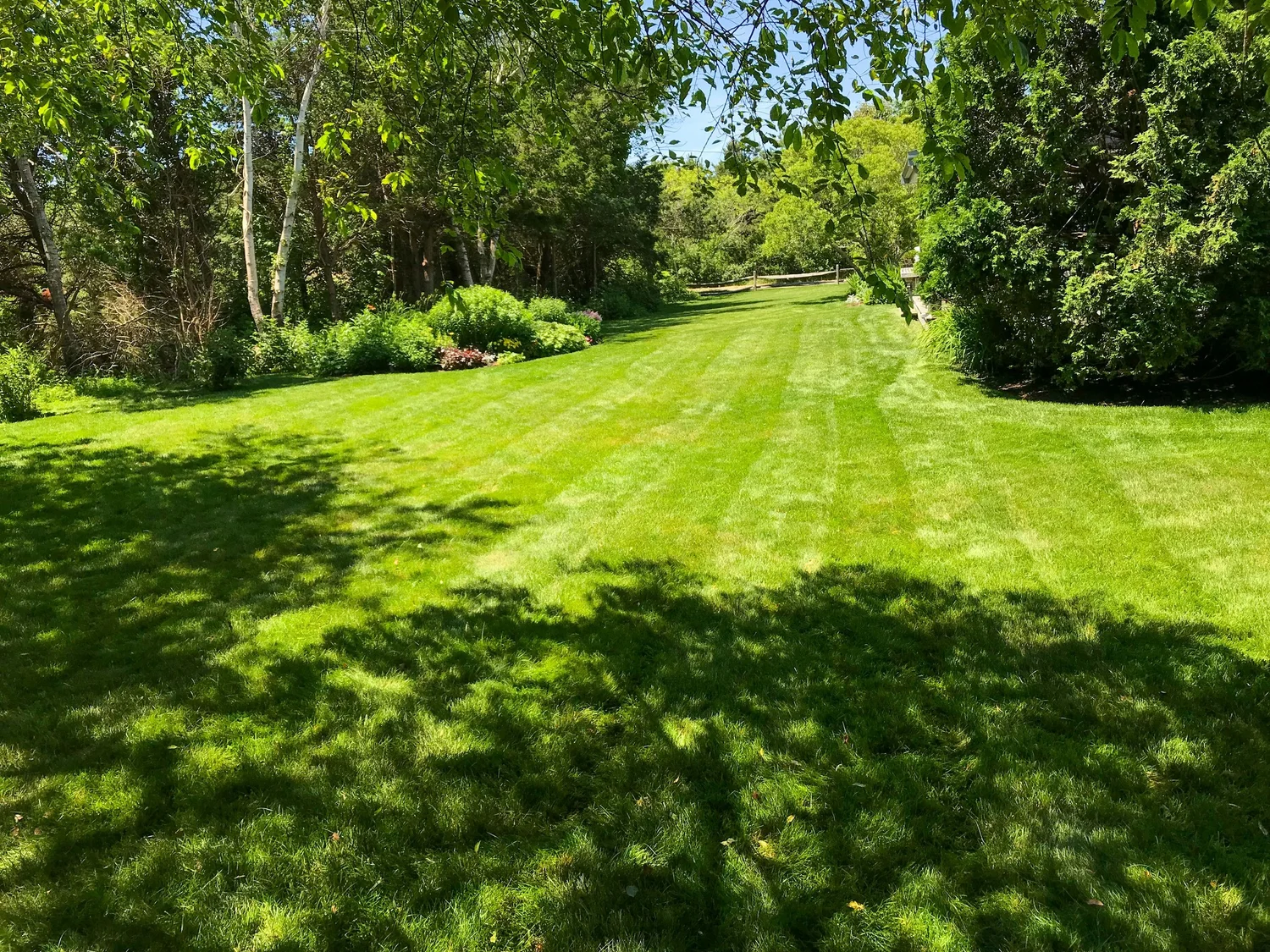 Existing backyard