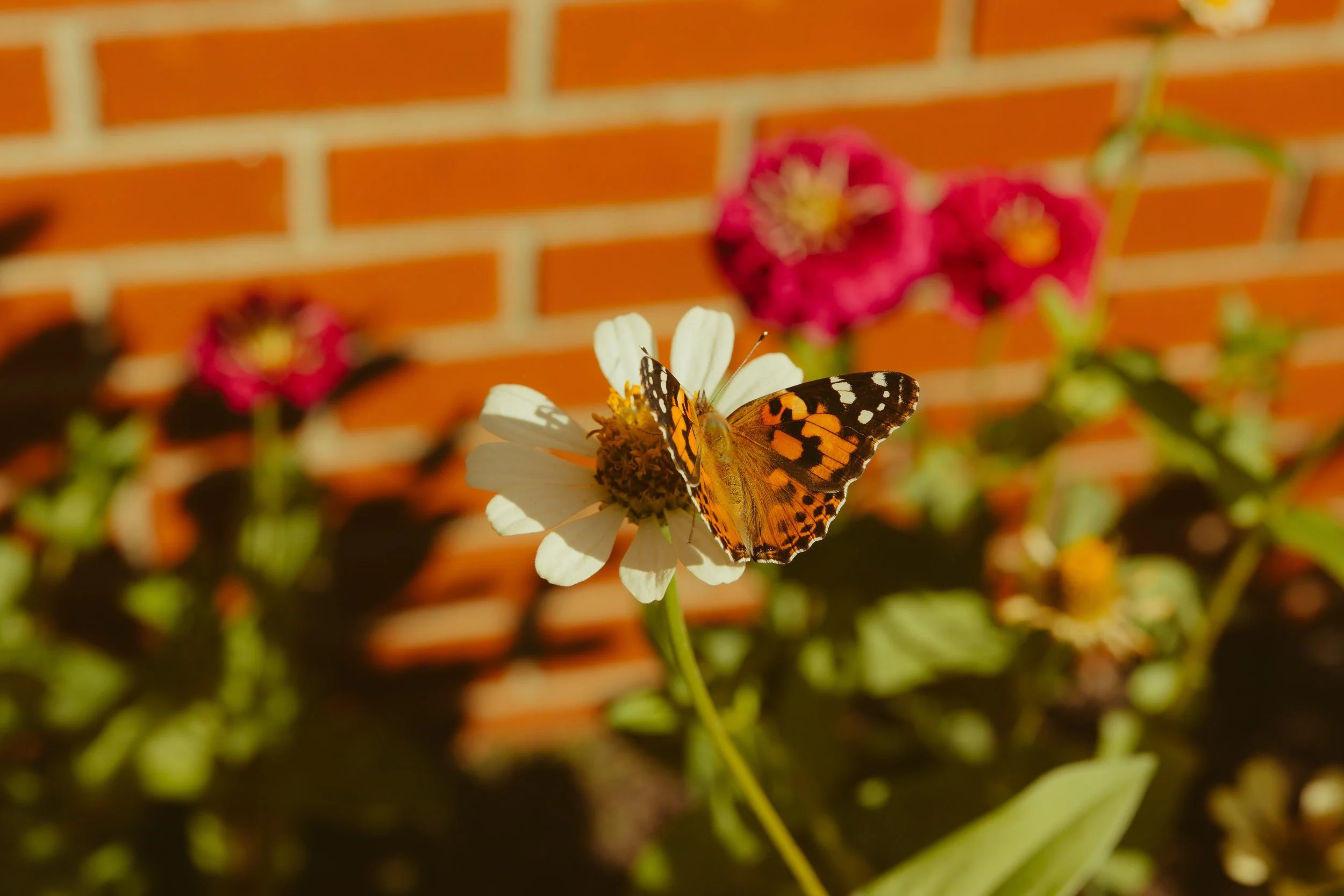 soaking in all of the monarchs visiting our late blooming zinnias. we&rsquo;re incredibly happy to be the rest stop on their journey south :)