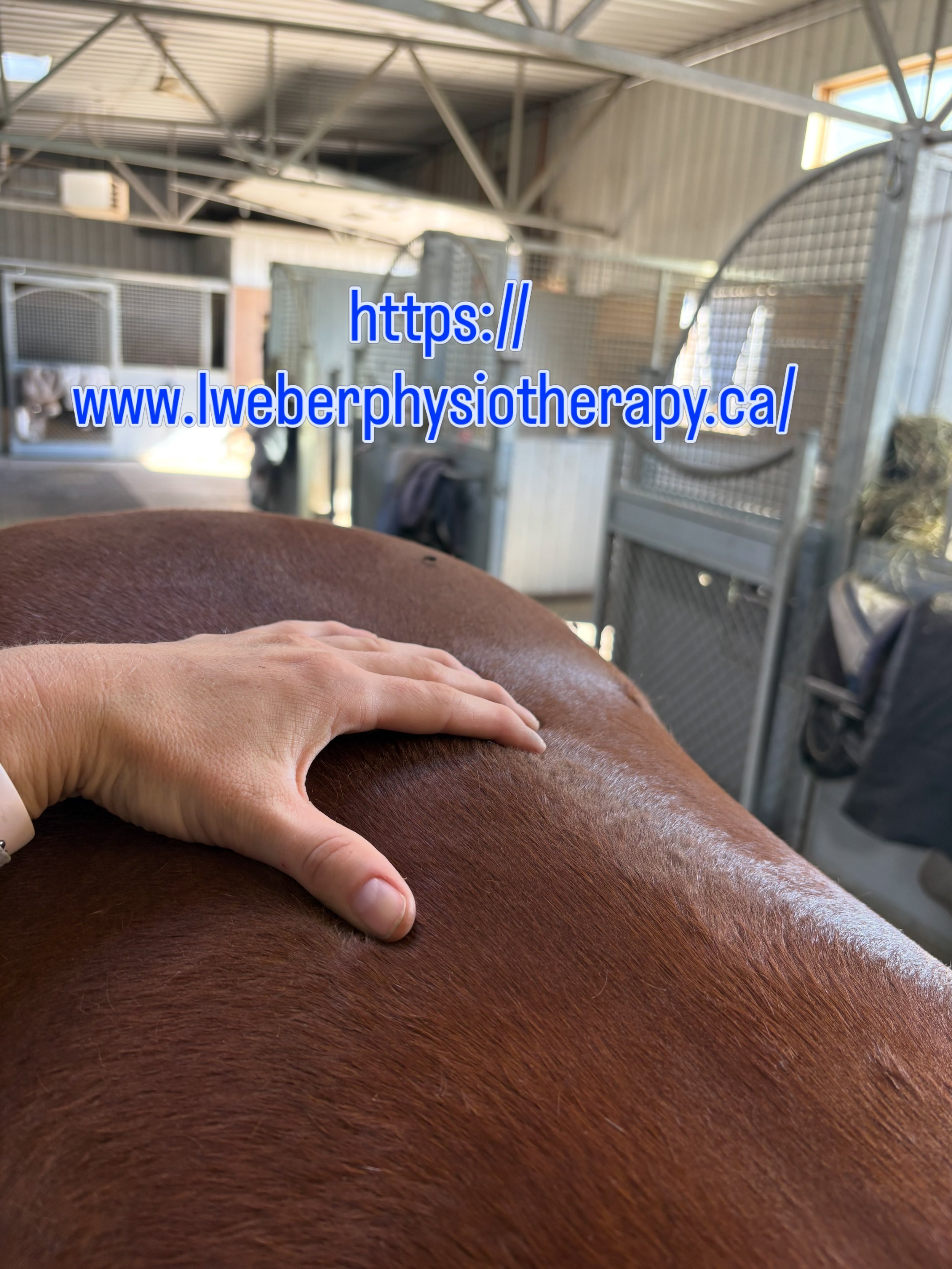 Do you or your horse need treatment before @spruce_meadows Masters starts next week? I have a few spots that remain available! #sprucemeadows #sprucemeadowsmasters2026 #physiotherapy #equinephysio