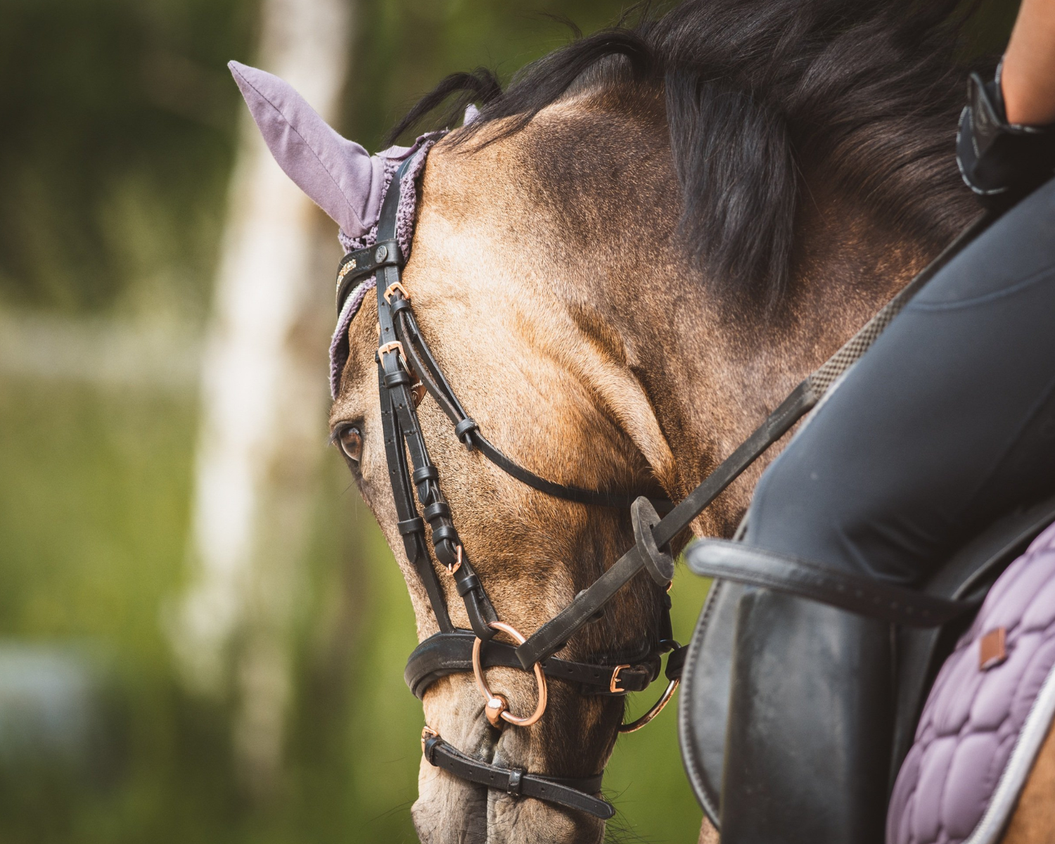 A close-up of a brown horse with a black mane and a purple ear bonnet, being ridden or led by a person wearing riding gear.