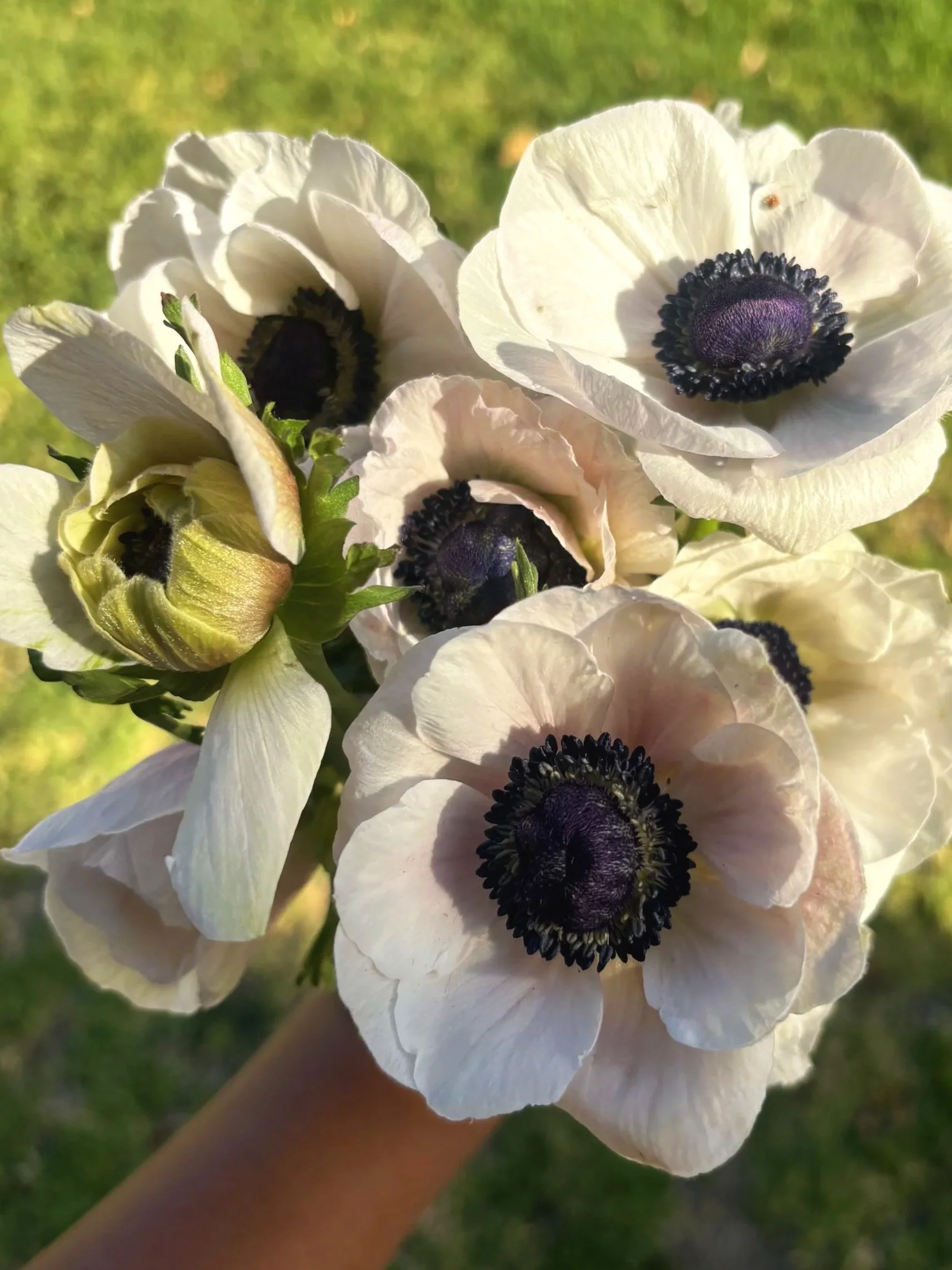 Close-up of white anemone flowers with dark centers, held in a hand outdoors on grass.