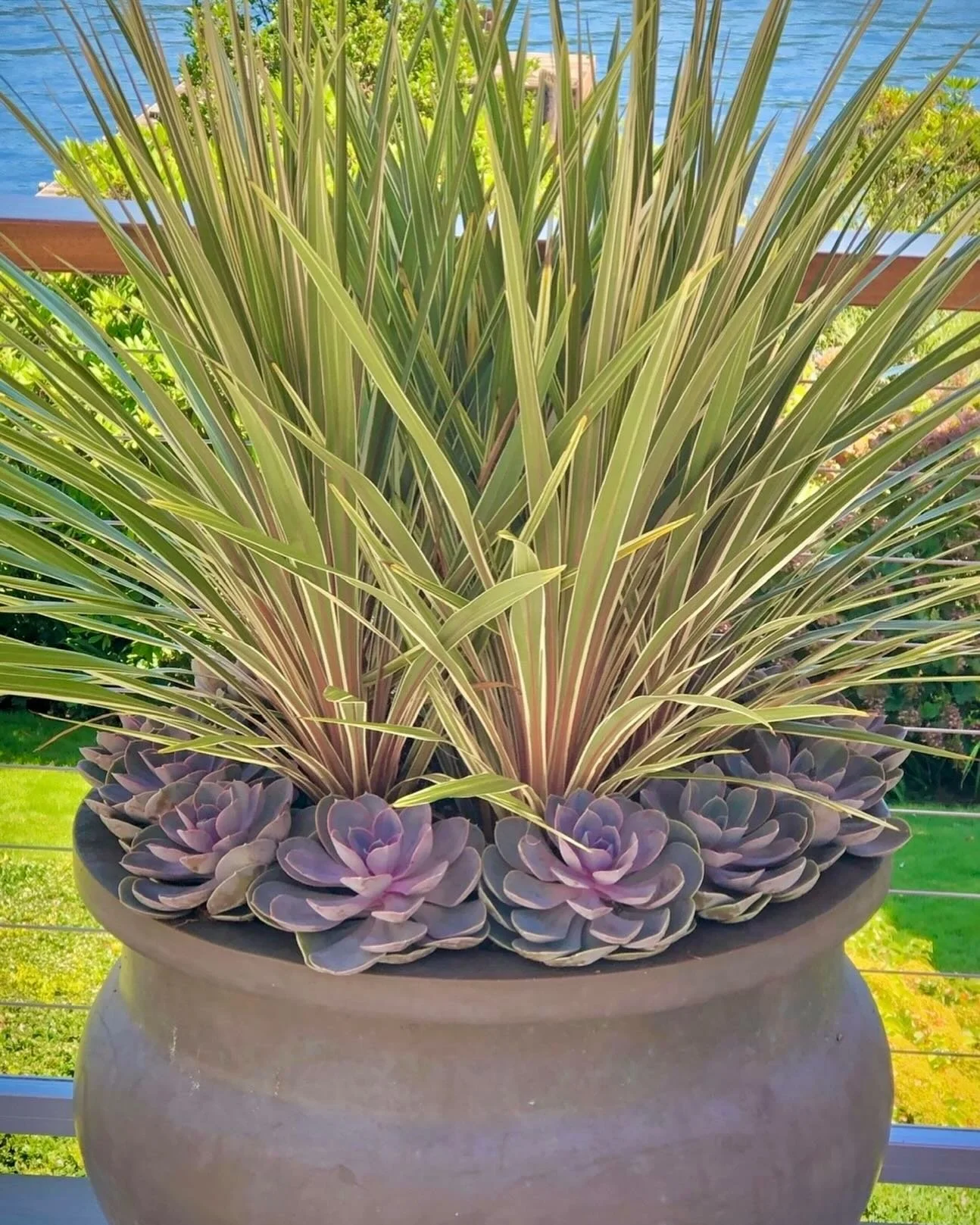 I used to think ornamental grasses were just &ldquo;the tall thing in the middle.&rdquo;
Then I started paying attention.
Those leaves aren&rsquo;t just filling space. They&rsquo;re aiming your eyes upward, giving all that soft purple Echeveria somet