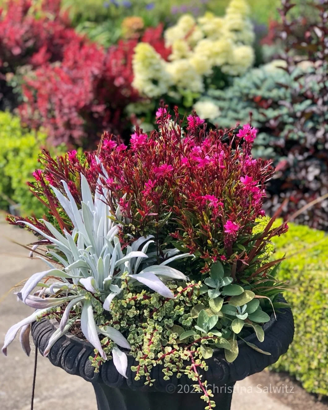Stop thinking of them as pots, think of them as architecture. #potsofbold #plantboldy #theboldcontainergarden 

Stop thinking of them as pots, think of them as architecture.