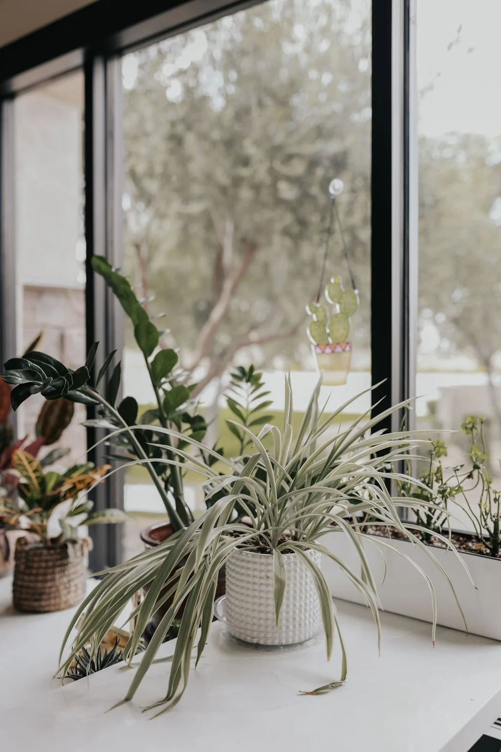 Indoor view of a window sill with various potted houseplants, including a spider plant in a textured white pot, a plant with dark green glossy leaves, and other green plants. A decorative hanging cactus is visible outside the window, with trees in th