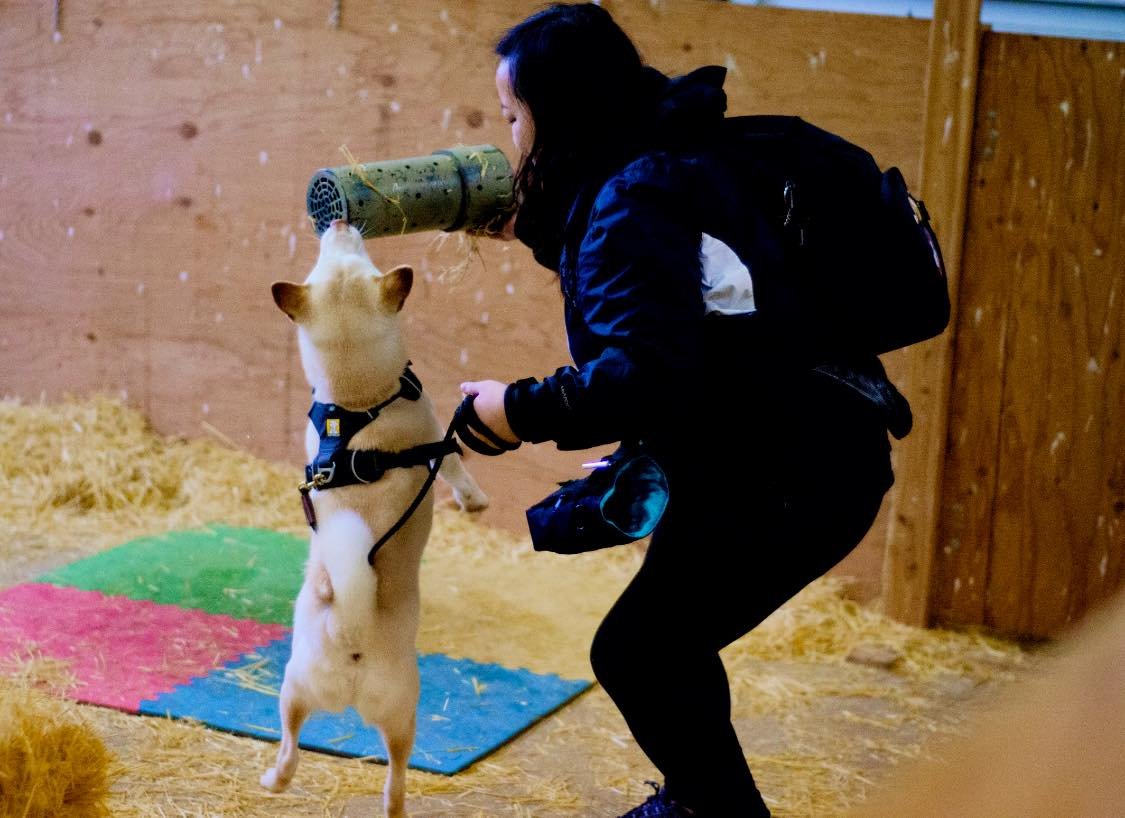 A woman in black clothing is holding a small dog with a harness, and the dog is standing on its hind legs while the woman offers it a treat or toy using a cardboard tube in a wooden-fenced indoor space with hay on the ground.