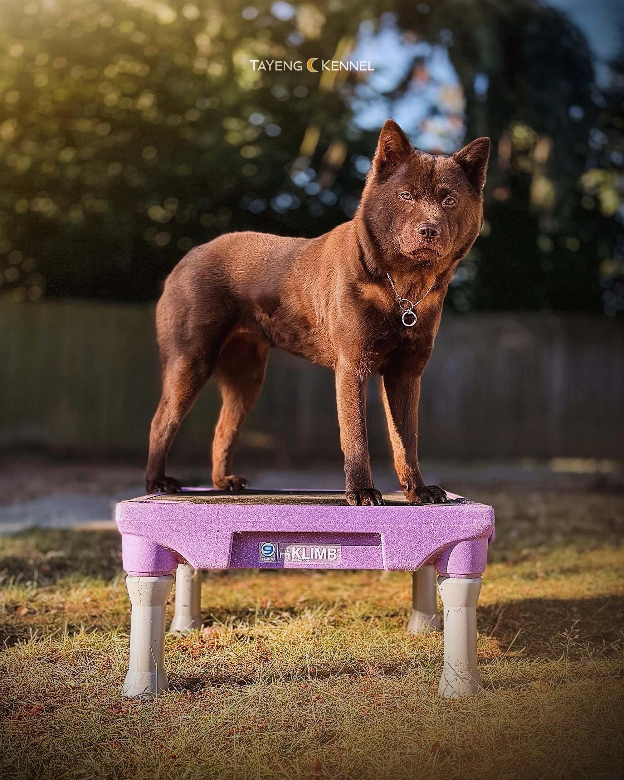 Not a bear. Just a sweet lil Hmong Bobtail. 🐻💜

On a serious note&hellip; We recently found some of our photos have been stolen and edited through AI. While I understand I have a rare breed with her serving as poster child with how much media I sha