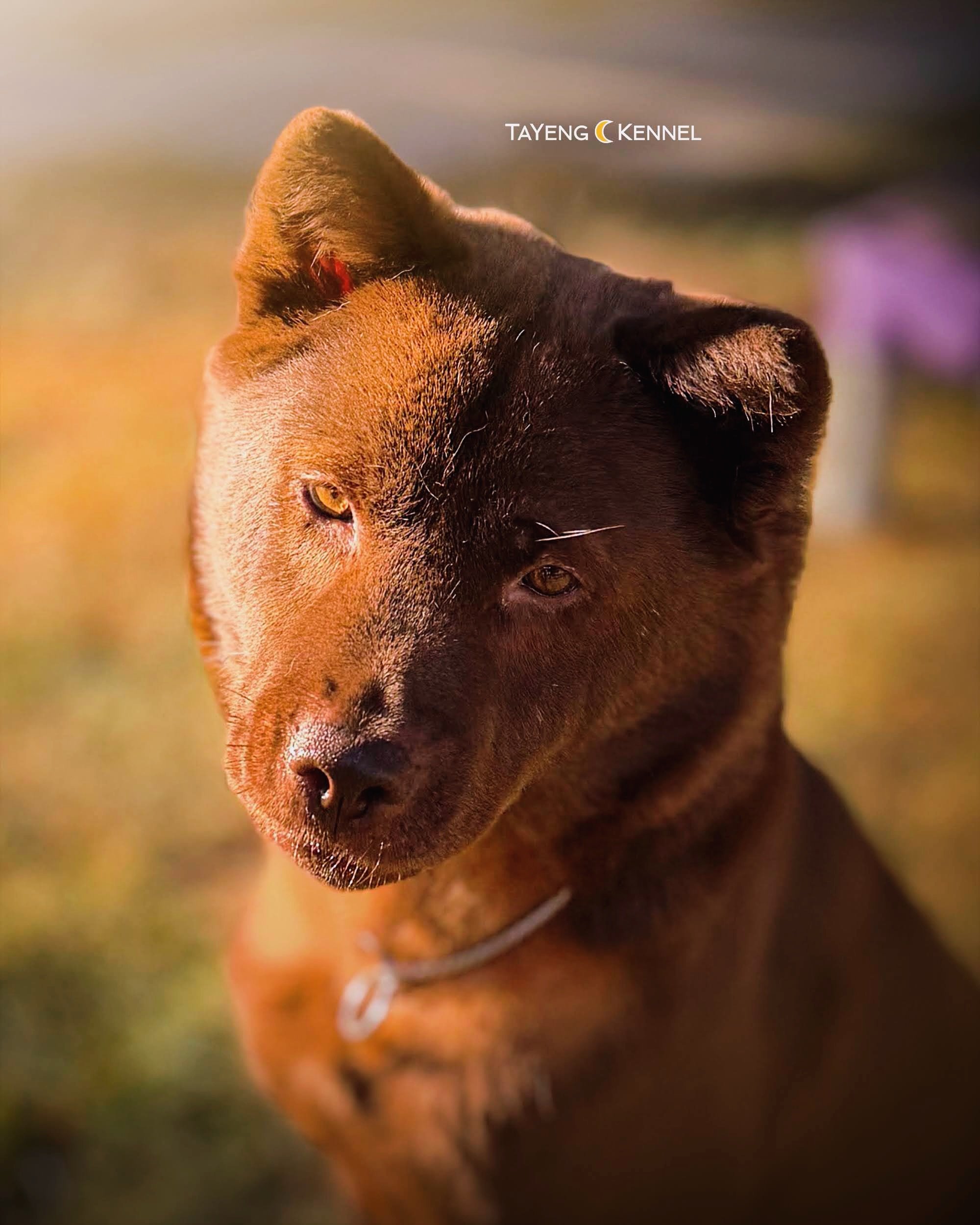 Adoring my girl in the golden hour. She&rsquo;s got such beautiful head structure and her sweet personality is a plus! 🥰☀️🐶

*Do not reupload or edit. Please ask permission to use our content.

#Ch&oacute;Hm&ocirc;ngC&ocirc;c #AubTsabTws #HmongBobt