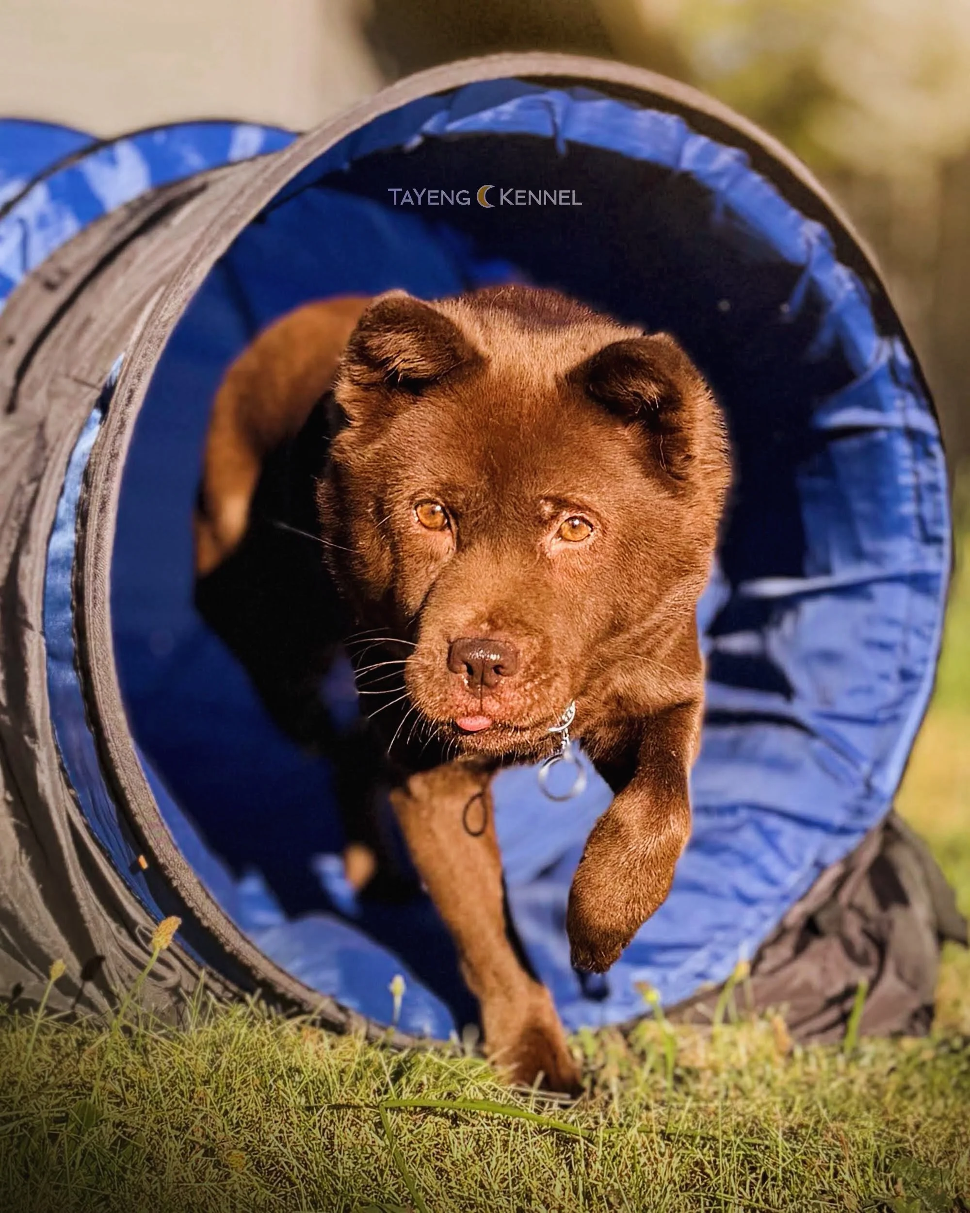 She used to be unsure going through big tunnels but can now run through on command. 💙

We have a small backyard agility course we&rsquo;ve been training with. Will she ever be an agility dog? Probably not! But it&rsquo;s still useful at building con