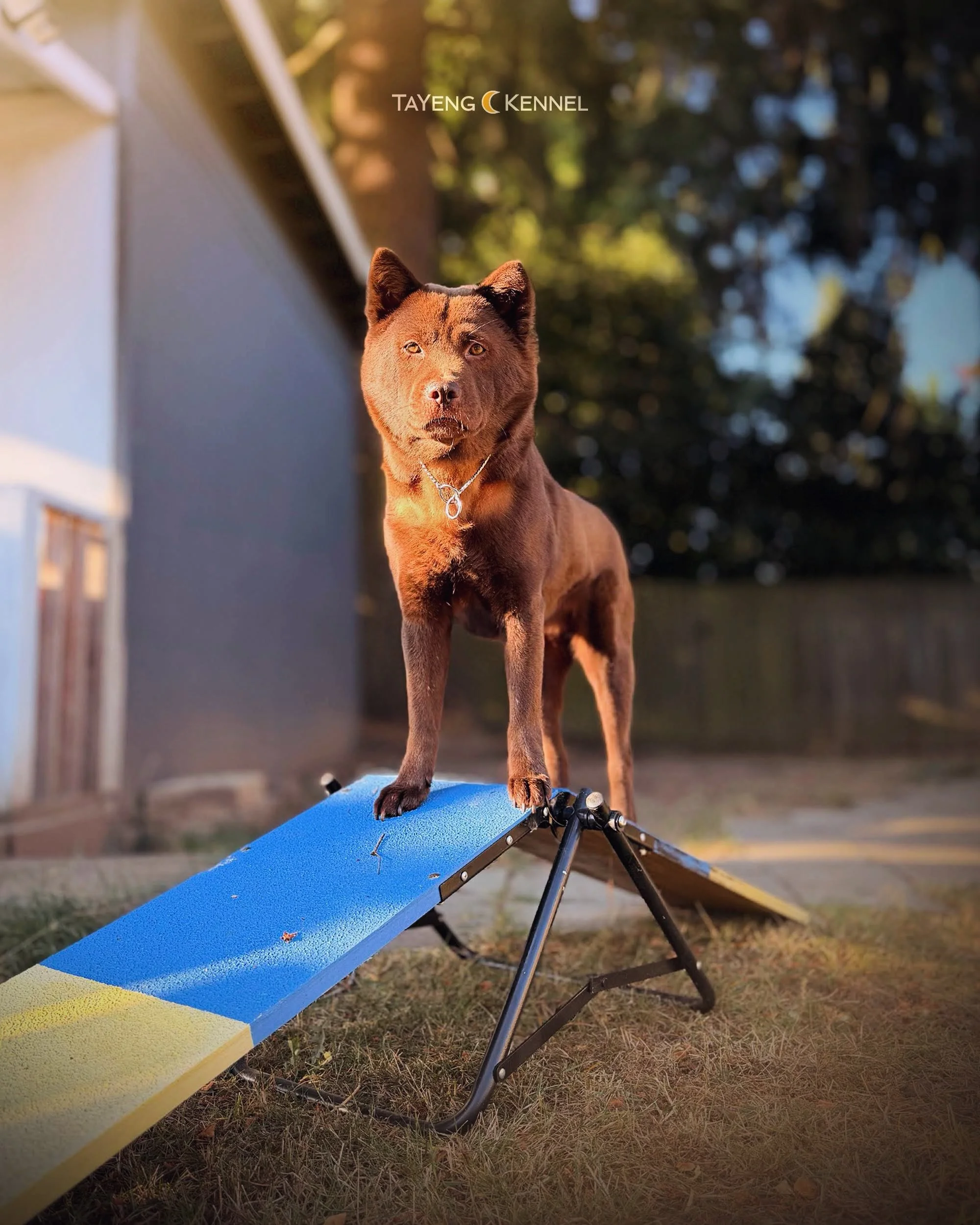 She doesn&rsquo;t do blue Mondays. She does boss Mondays. Have a happy week from our beautiful Hua! ☀️

*Do not reupload or edit. Please ask permission to use our content.

#Ch&oacute;Hm&ocirc;ngC&ocirc;c #AubTsabTws #HmongBobtail #Agility #Aframe