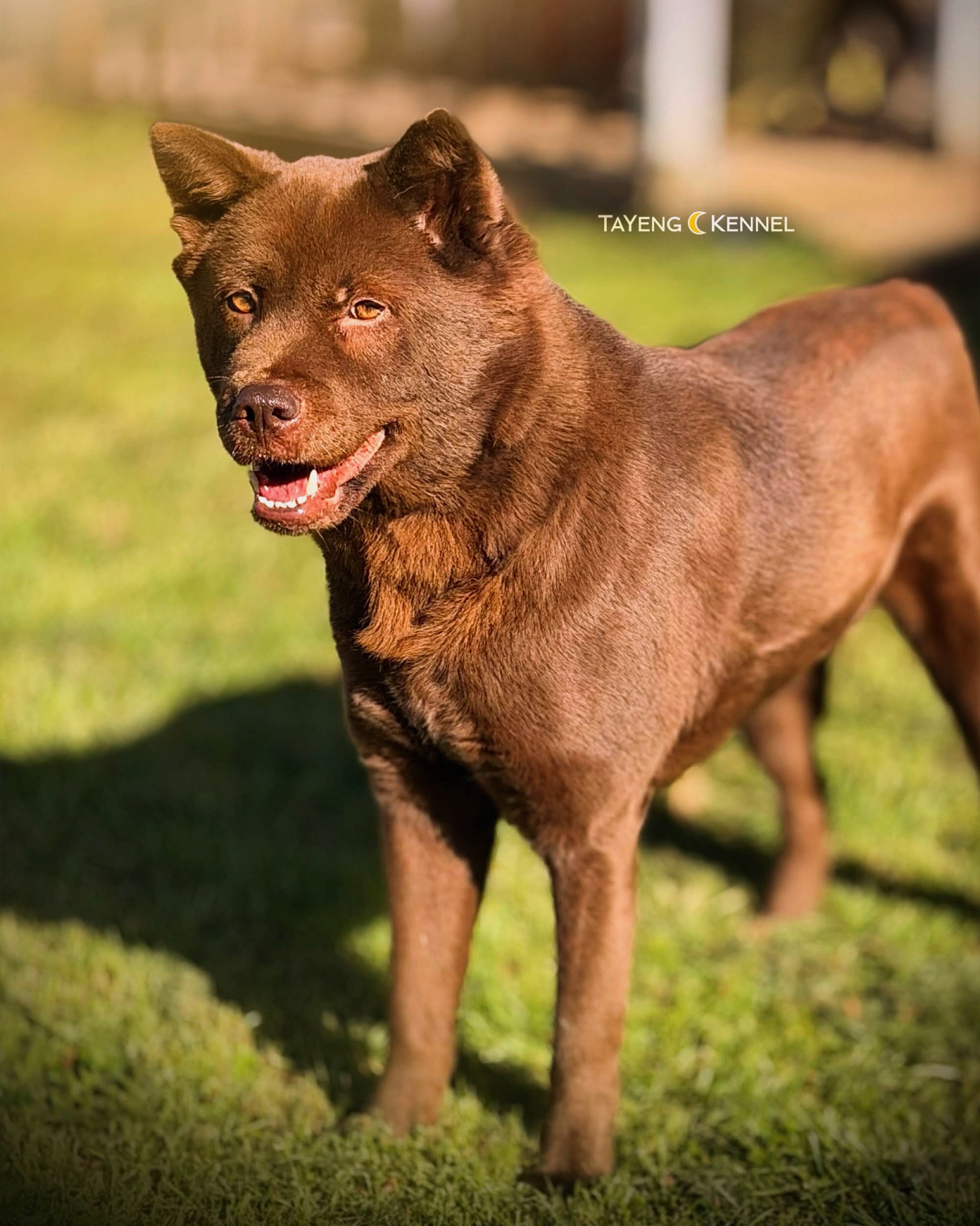 Happy to announce our website is finally up! While we don&rsquo;t have any available dogs at this time, I&rsquo;m excited to finally have a space to share future announcements and kennel updates. Find the link on our IG profile or below:

https://www
