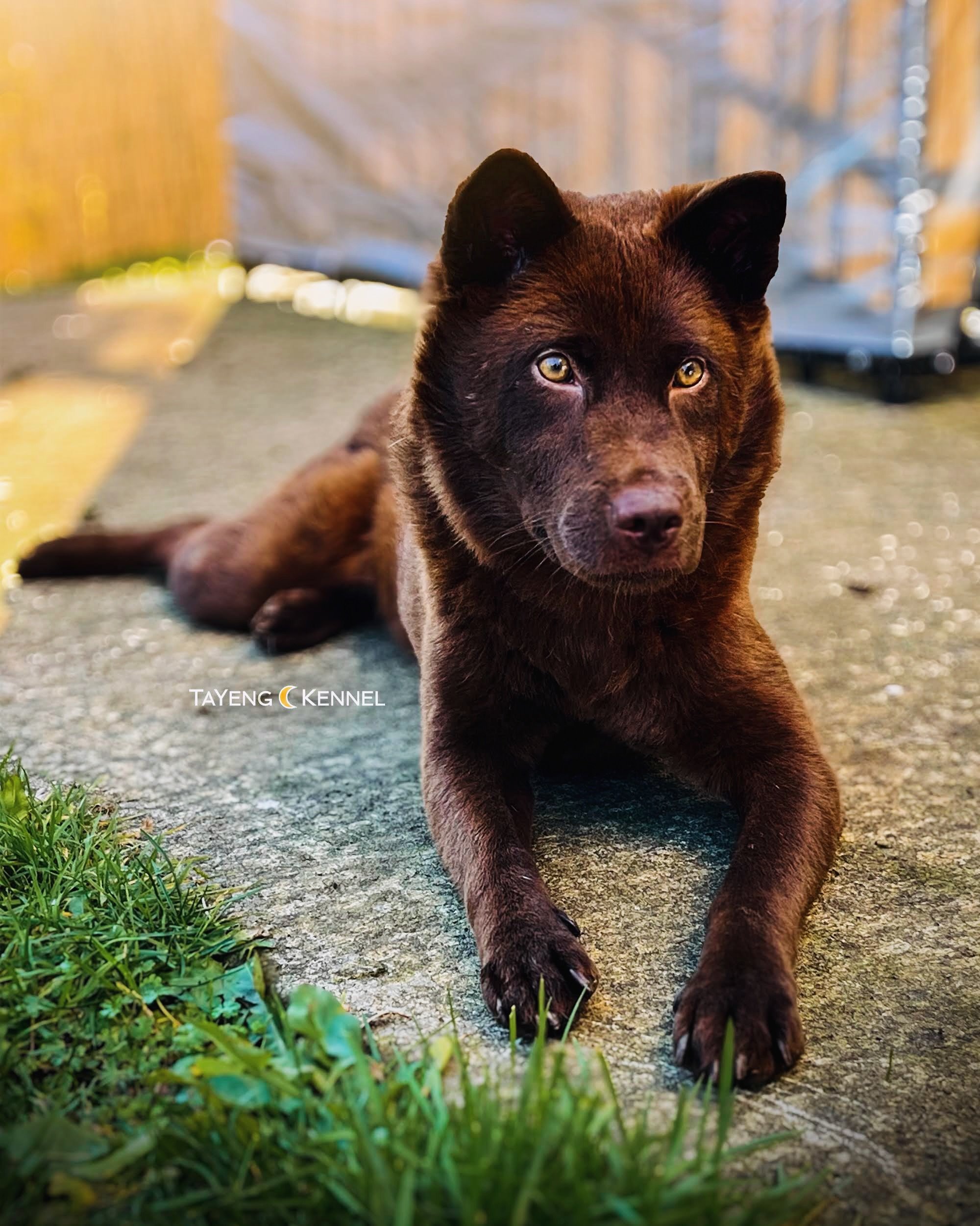 Fascinating how Hua&rsquo;s eyes have changed over time. First photo around a year old, second photo is most recent at three years old. She used to have bright golden eyes. Now it is a darker brown. 👁️

*Do not reupload or edit. Please ask permissio