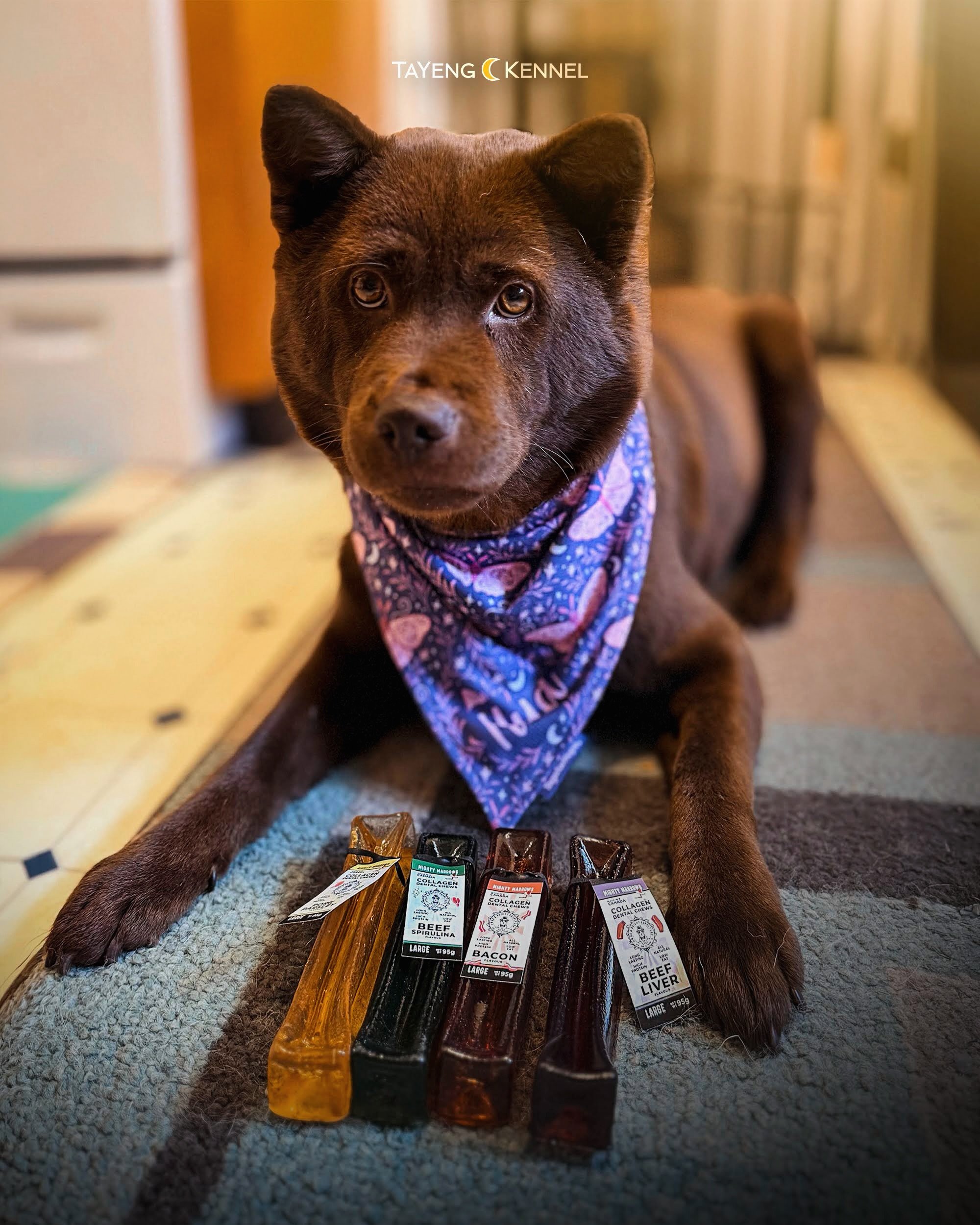 Her mighty marrows collagen chews from @wagandbright arrived. So many different flavors to choose from! What a spoiled pup. She loves red meat, so beef and pork are always a hit. 🥩🦴🐶

*Do not reupload or edit. Please ask permission to use our cont