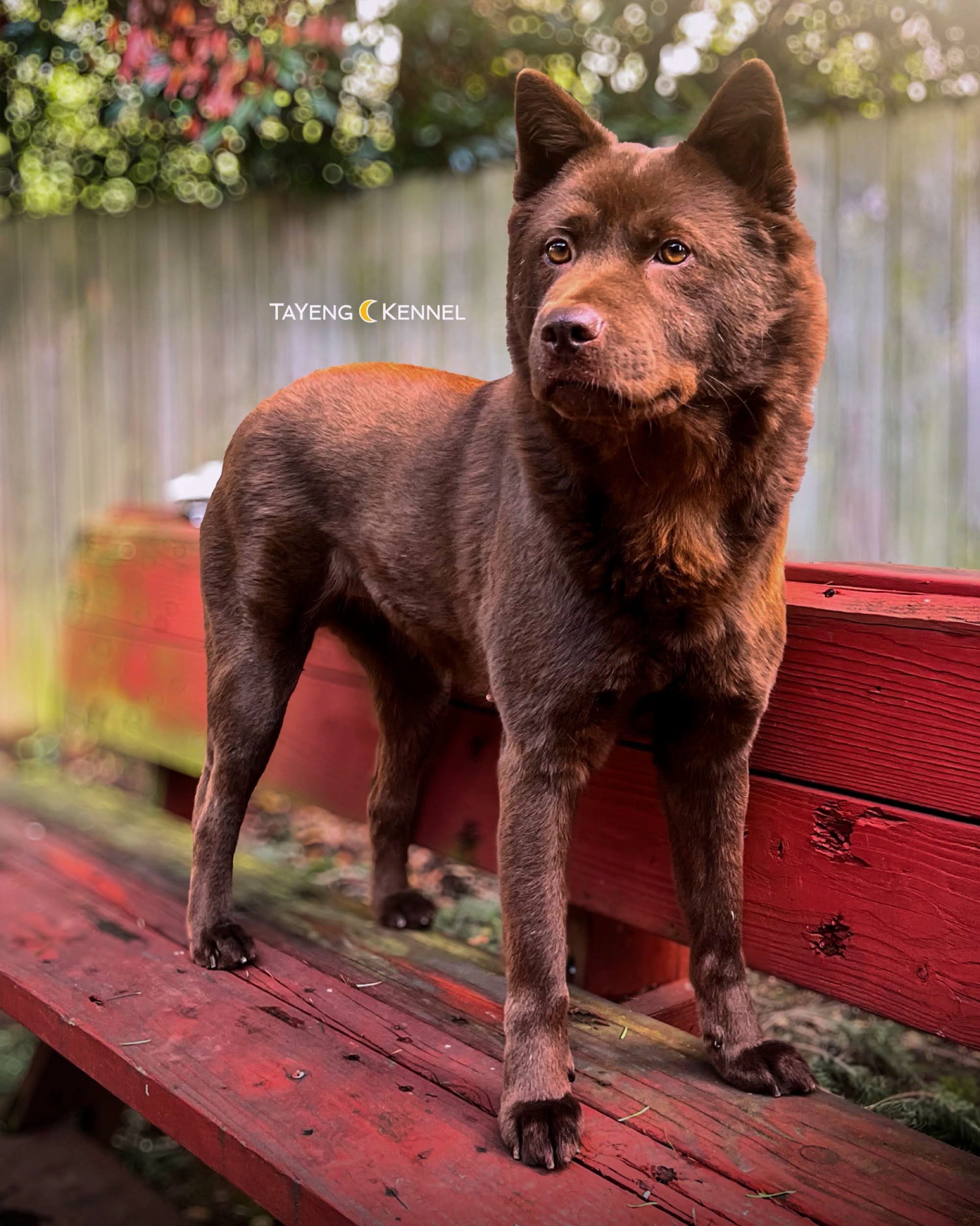 I get many questions of when we will have puppies but haven&rsquo;t been able to answer since we haven&rsquo;t been ready. There&rsquo;s a possibility we may plan our first litter next year, though nothing is for certain yet. When we do, I will certa
