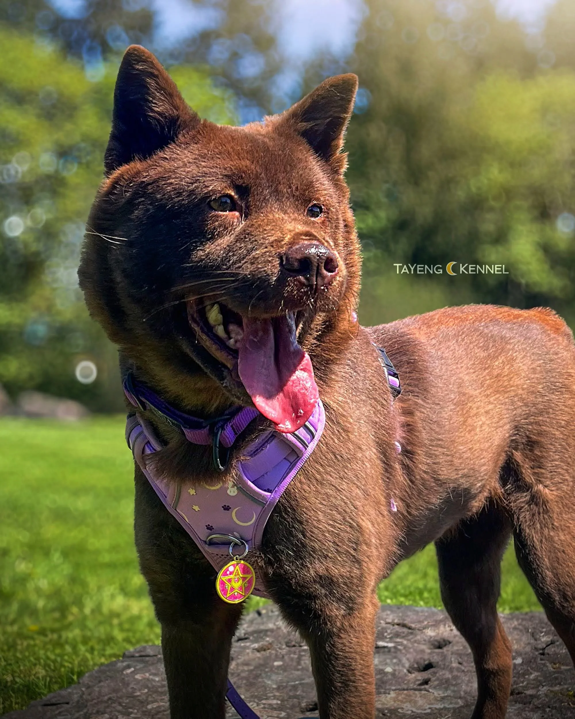 I&rsquo;ve found that campus walks are a good way to socialize around the public and avoid rude off leash dogs. When we socialize, it&rsquo;s not about letting them meet everyone, but I&rsquo;m letting them observe people and other pets from a distan