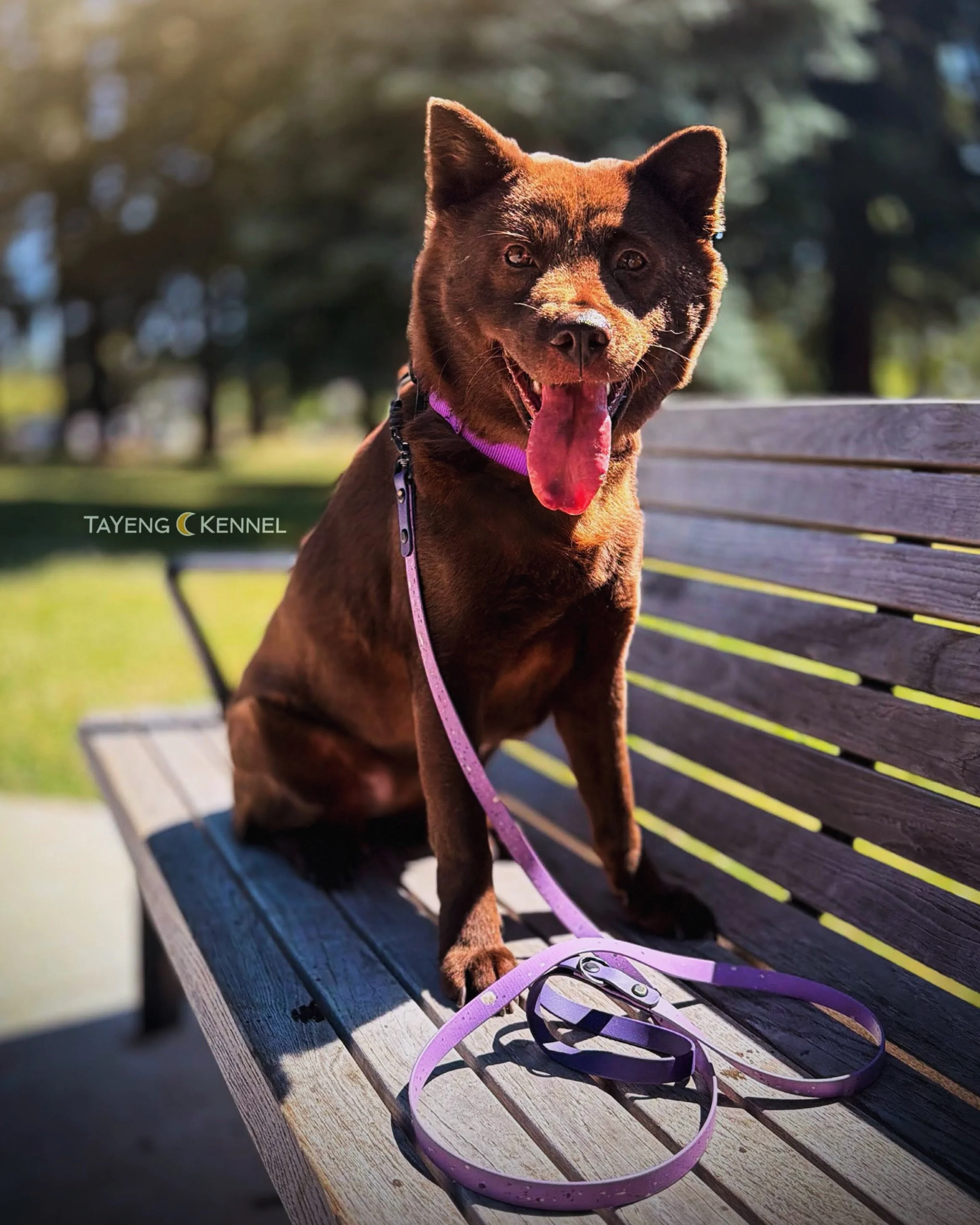 Happy Tongue Out Tuesday from Hua! 👅🐶

The air quality is really bad right now with the forest fires around us. Hoping it clears up so the dogs can enjoy some more outings this week! ⛅️

*Do not reupload, edit, or run our content through AI. Please