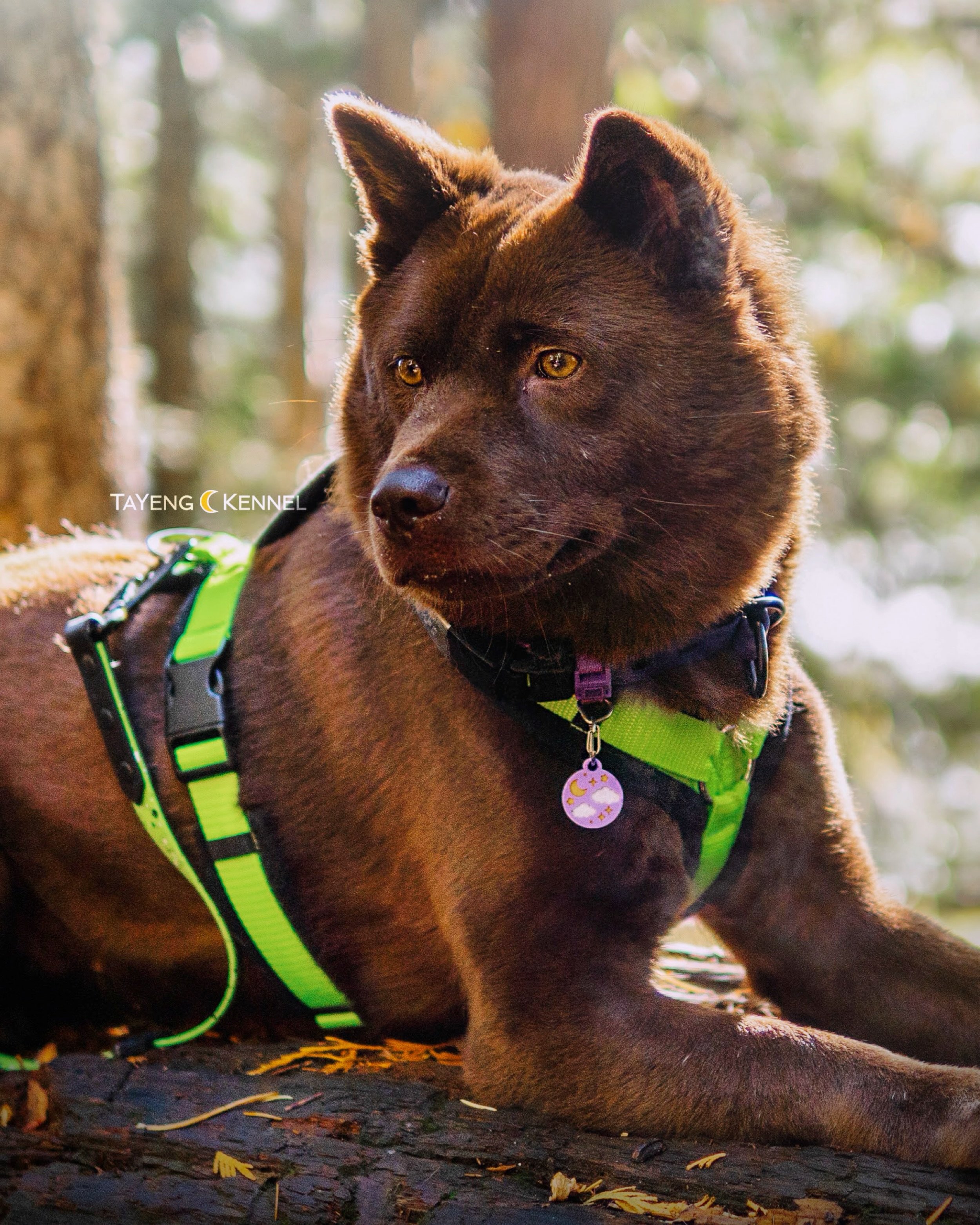 Love being out in the woods. She wears the neon harness to be more visible and safe when we&rsquo;re exploring the mountain. 🌲

*Do not reupload, edit, or run our content through AI. Please ask permission to use our content.

#Ch&oacute;Hm&ocirc;ngC