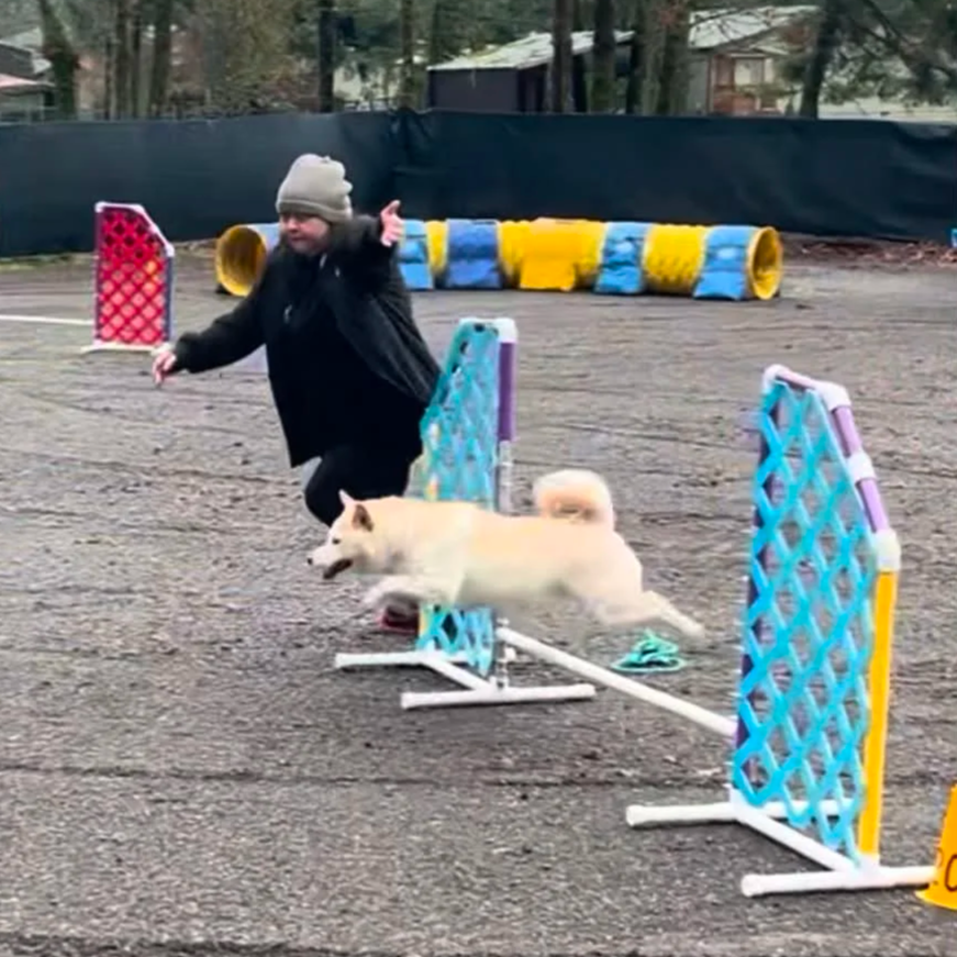 A person with a gray beanie and black jacket guiding a dog through a small outdoor agility course with colorful hurdles, in a fenced area on a gravel surface.
