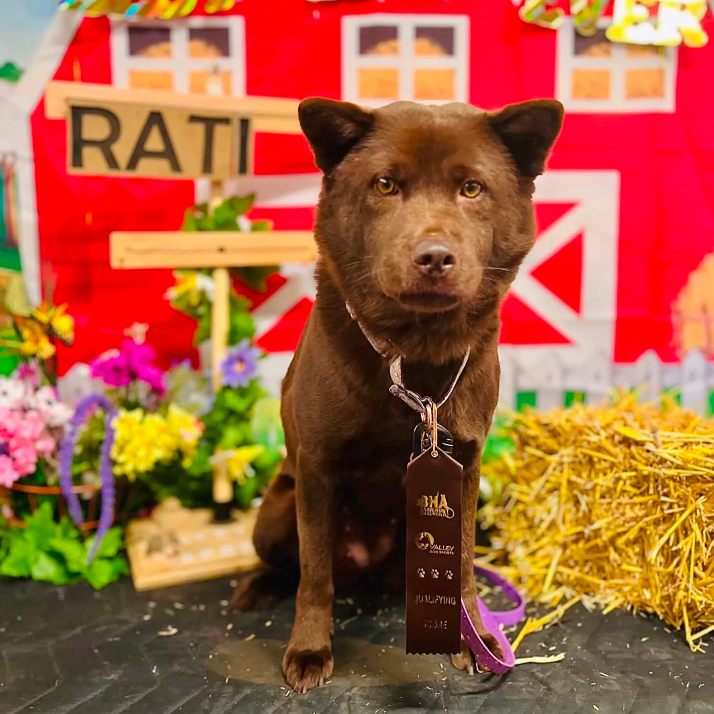 A brown dog sitting in front of a red backdrop with a sign that reads 'RATI'. The dog wears a black collar with tags and a purple leash. There are colorful flowers and a pile of hay around the dog.