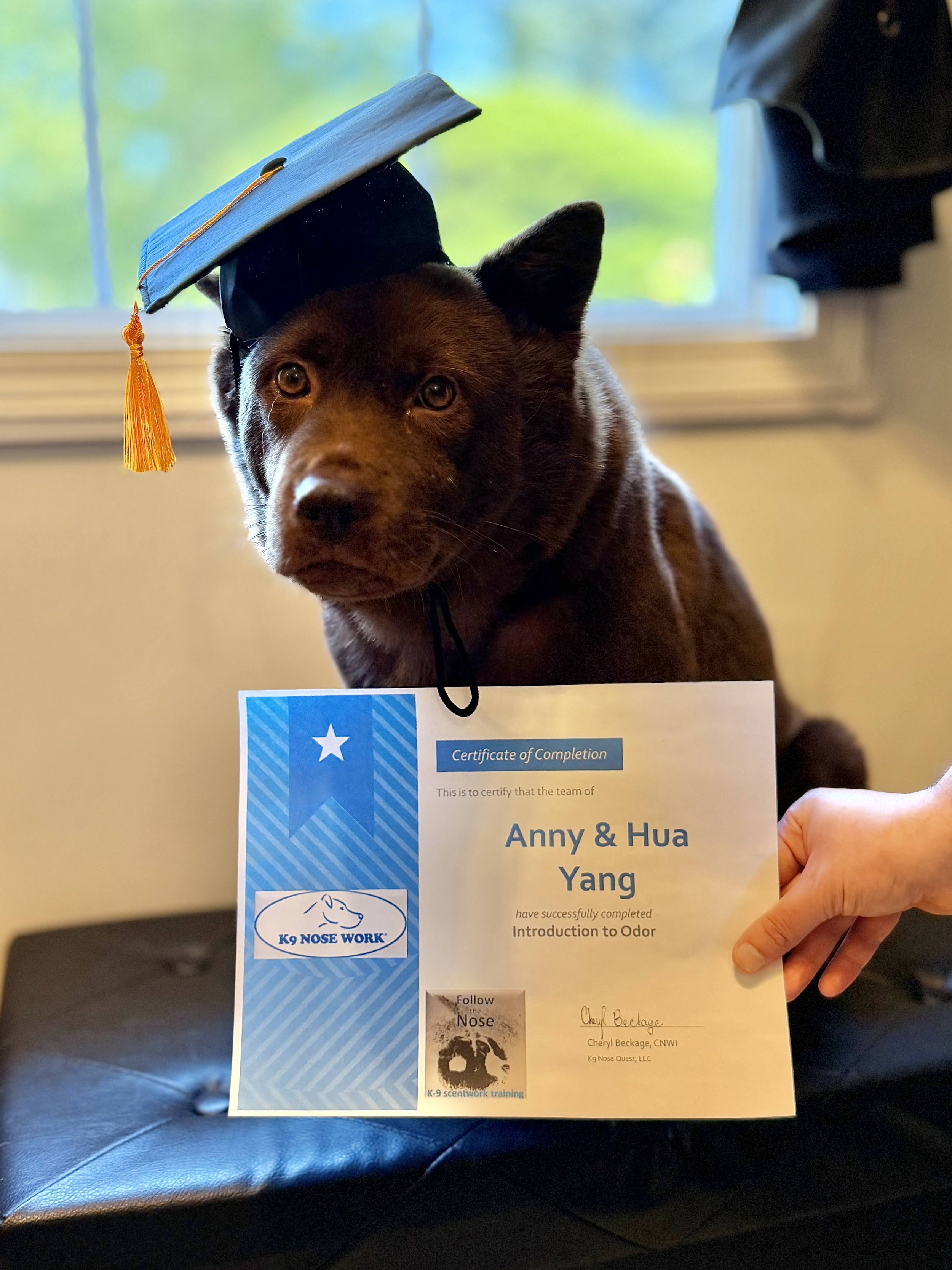 A dog wearing a graduation cap looks at a certificate of completion. The certificate mentions the names Anny & Hua Yang and has a logo for K9 Nose Work, indicating dog scent training.