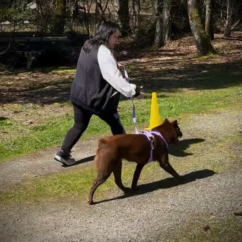 A woman walking a brown dog with a purple harness past a yellow caution cone on a grassy path in a wooded area.