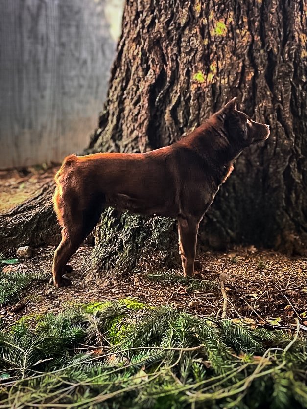 Brown dog standing next to a large tree trunk outdoors in a forested area with pine branches on the ground.
