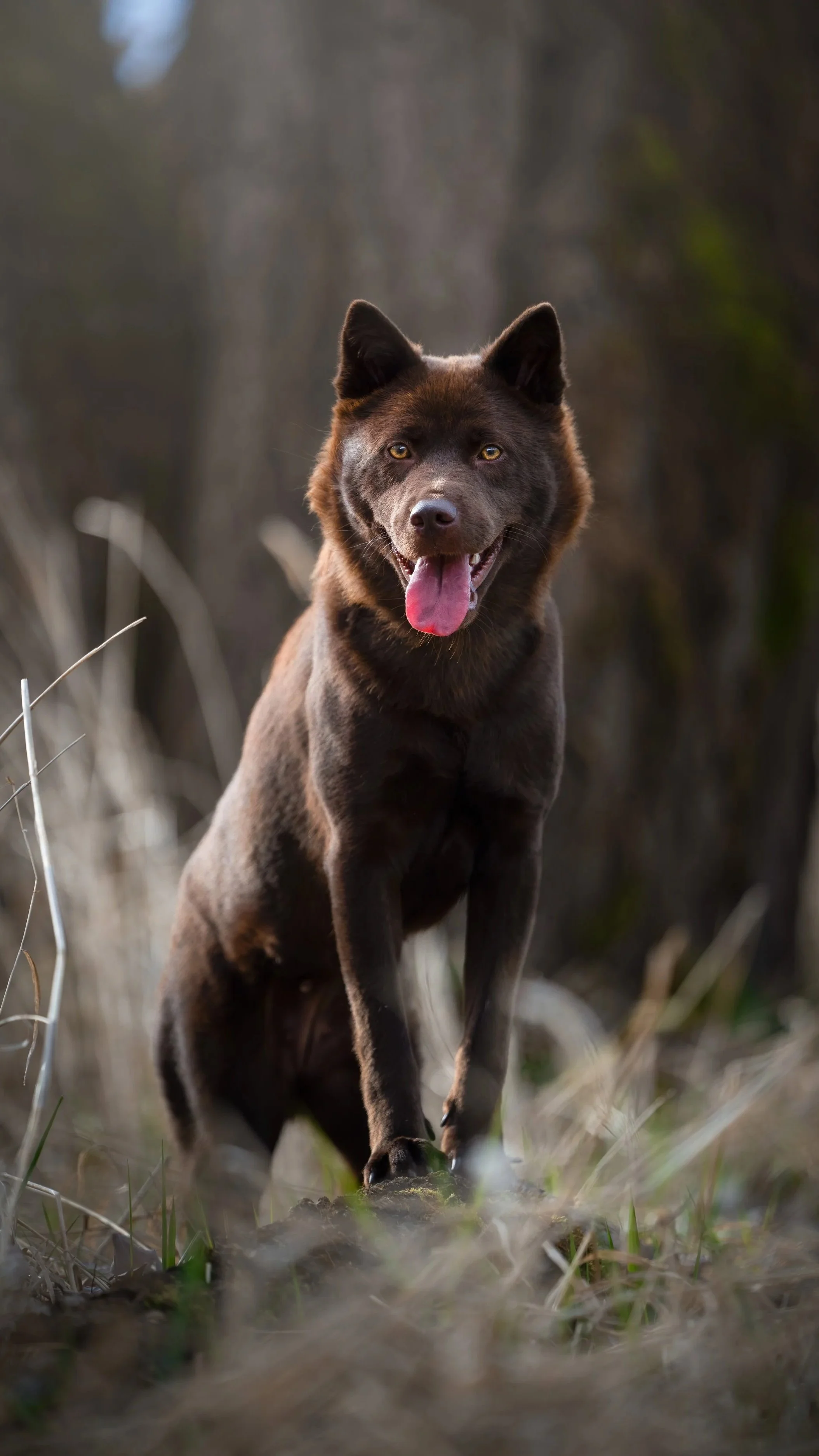 A brown dog with yellow eyes and tongue hanging out, walking outdoors in a natural setting with blurred trees and grass in the background.