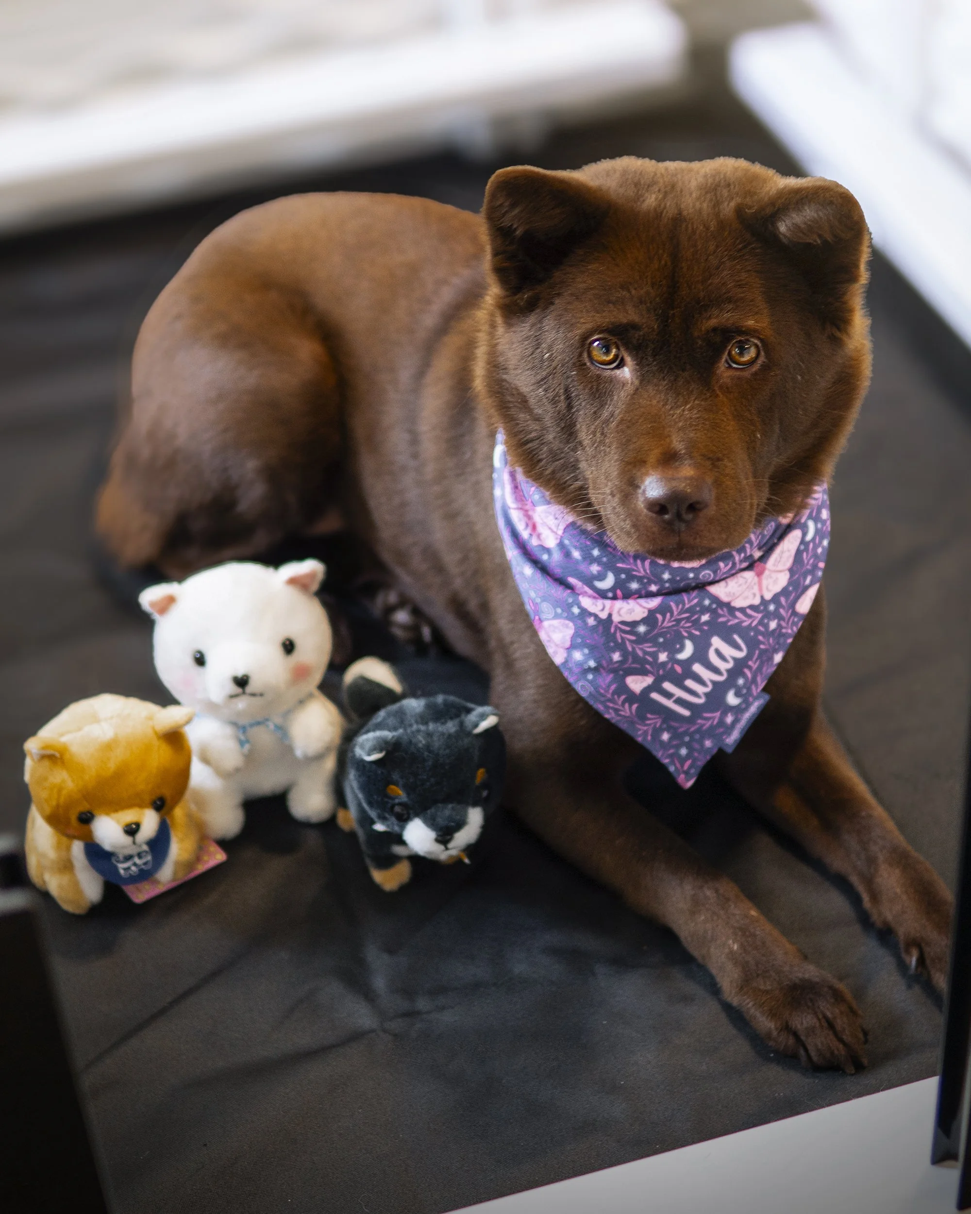 A brown dog wearing a purple bandana with white and pink heart patterns, lying on a black surface surrounded by plush toy animals including a white bear, a black and white husky, and a yellow animal, with a blurred background.