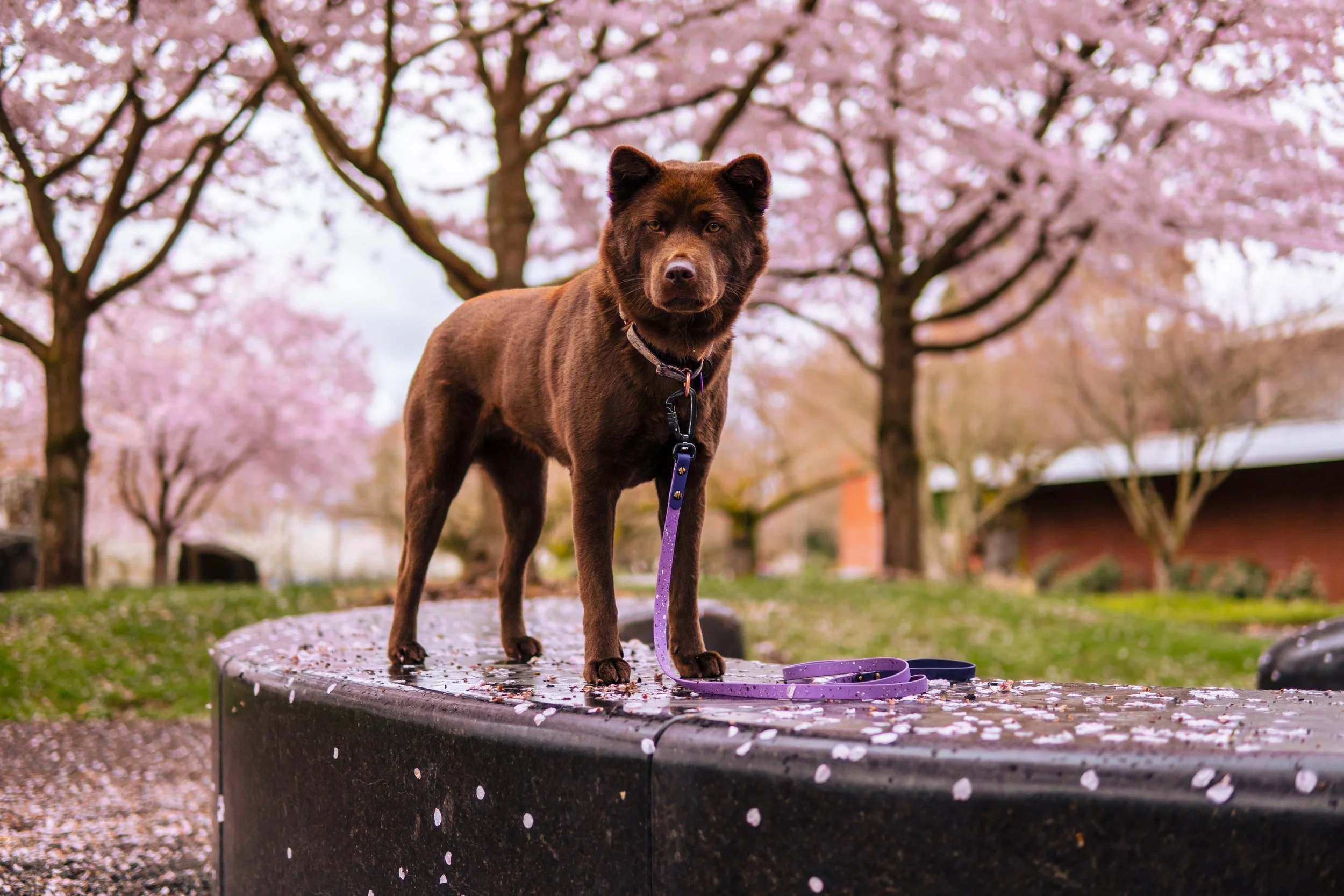 A brown dog standing on a circular stone platform in a park with pink cherry blossom trees in the background, attached to a purple leash.
