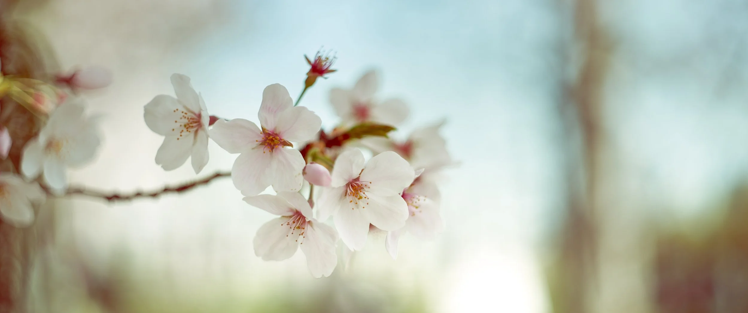 230401-Sakura-Austin9278.jpg