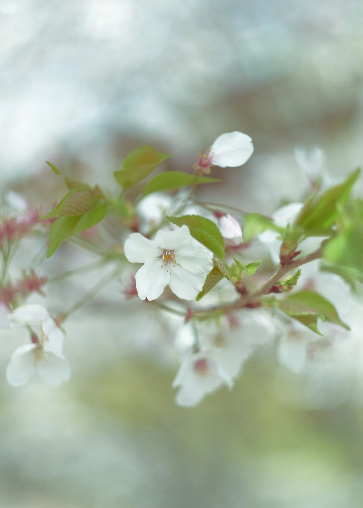 230401-Sakura-Austin9277.jpg