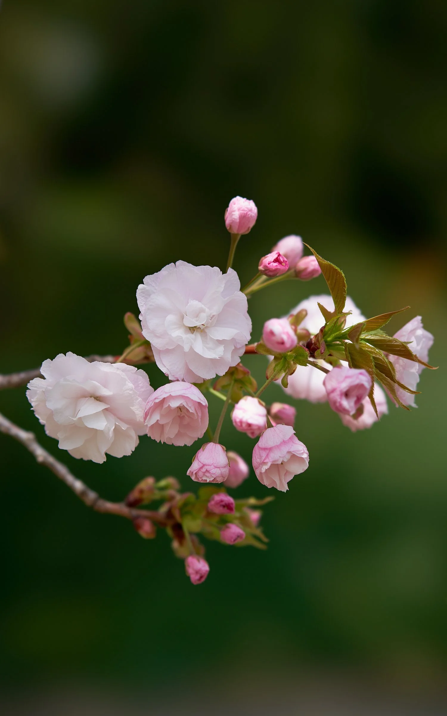 230401-Sakura-Austin9285.jpg