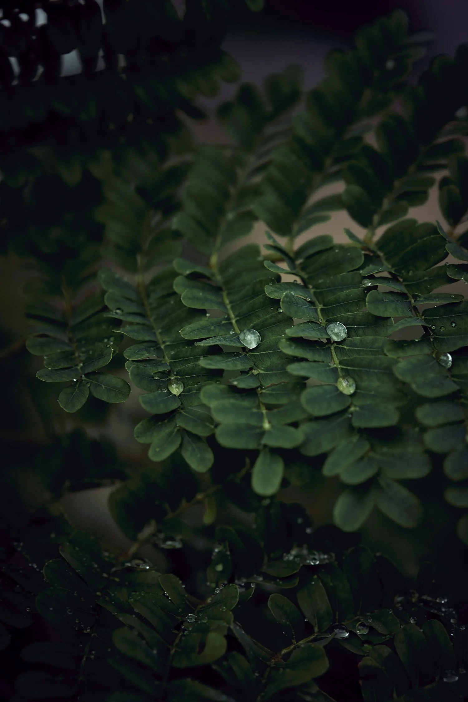 05-07-24-Rainfall_2024-3349.jpg