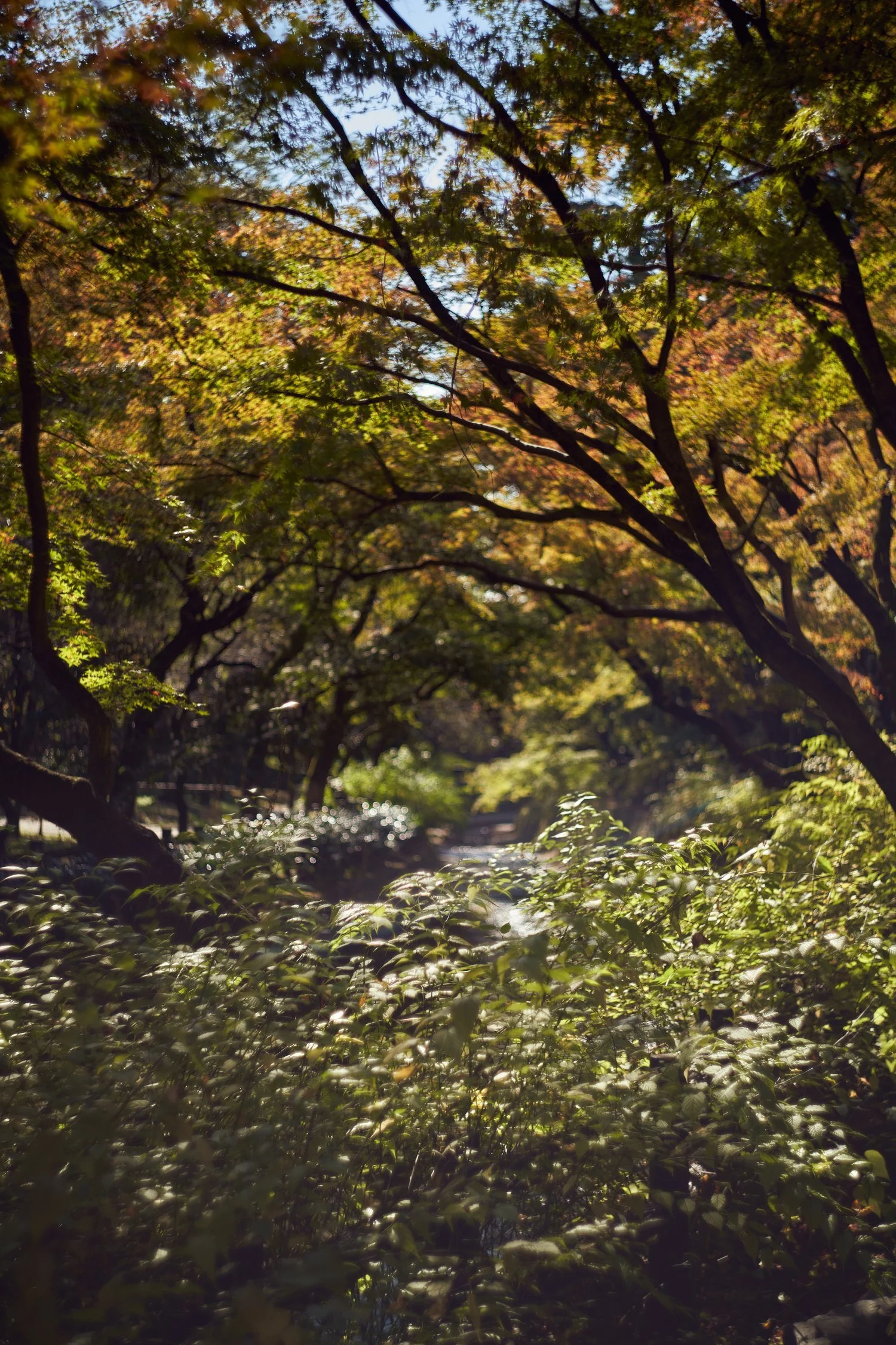 2301115-KYOTO-Austin14195.jpg
