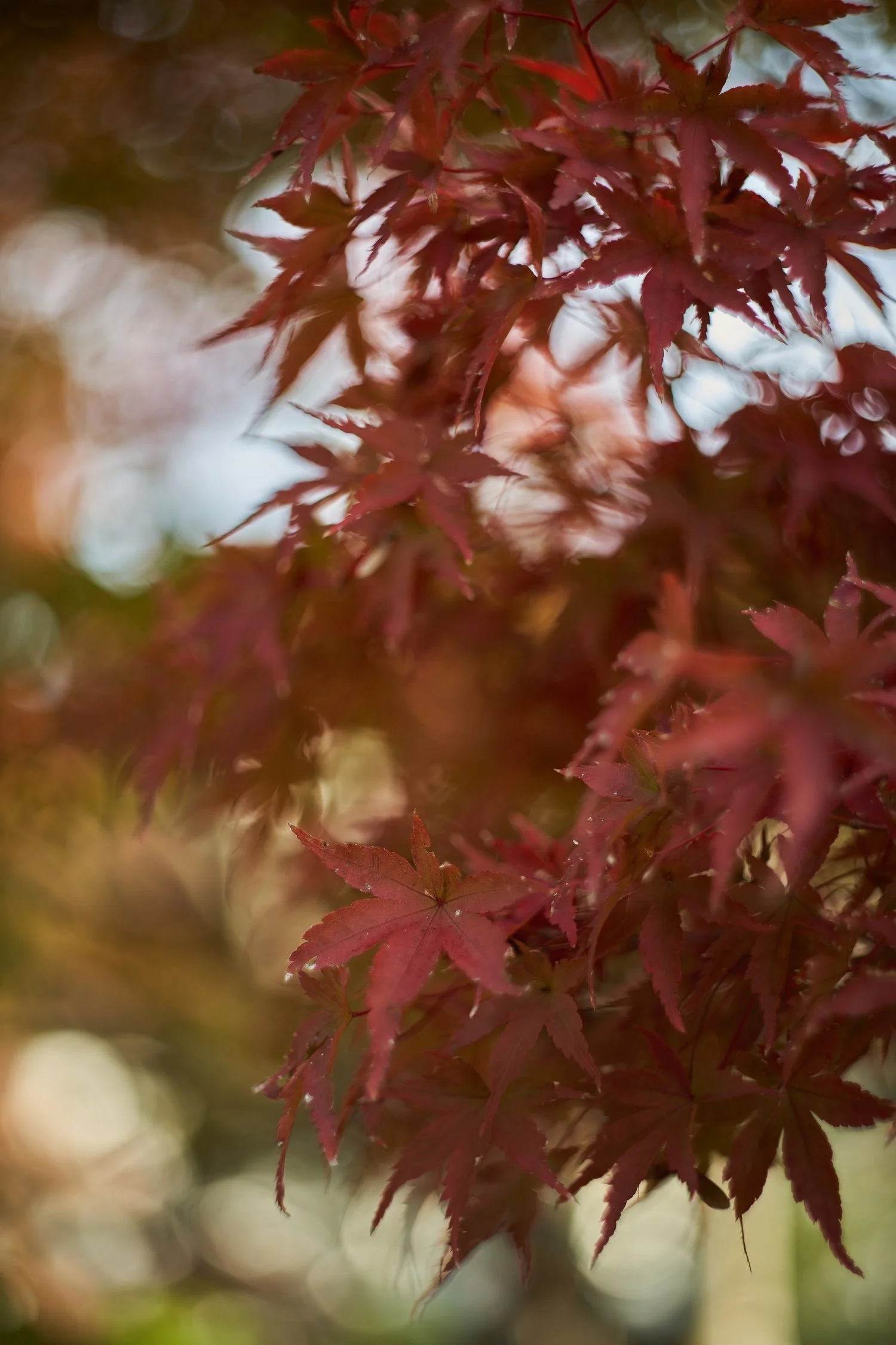 2301115-KYOTO-Austin14209.jpg