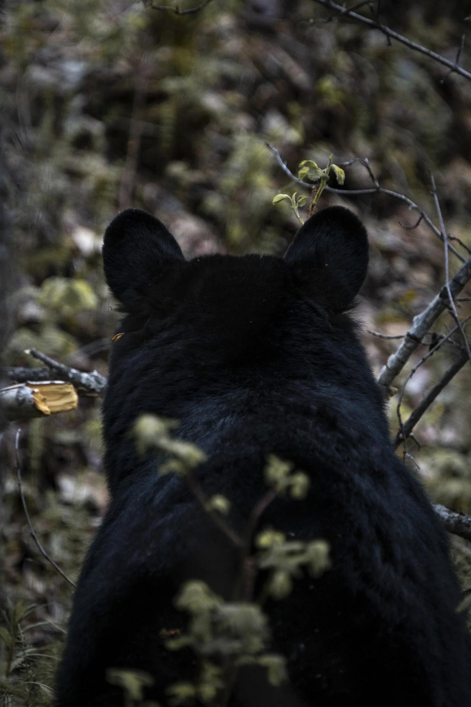 230529-Bear-Austin+(2).jpg
