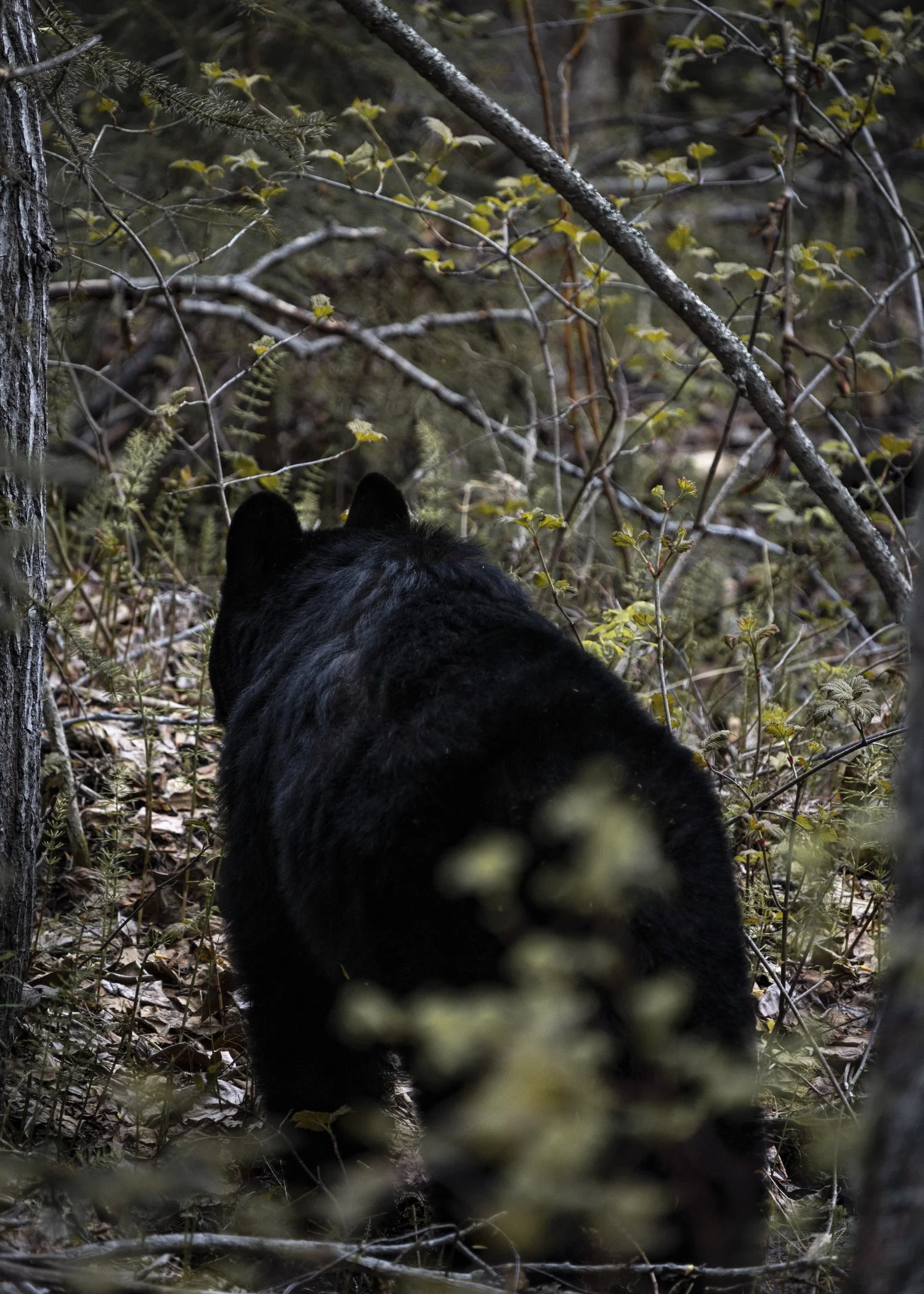 230529-Bear-Austin+(5).jpg
