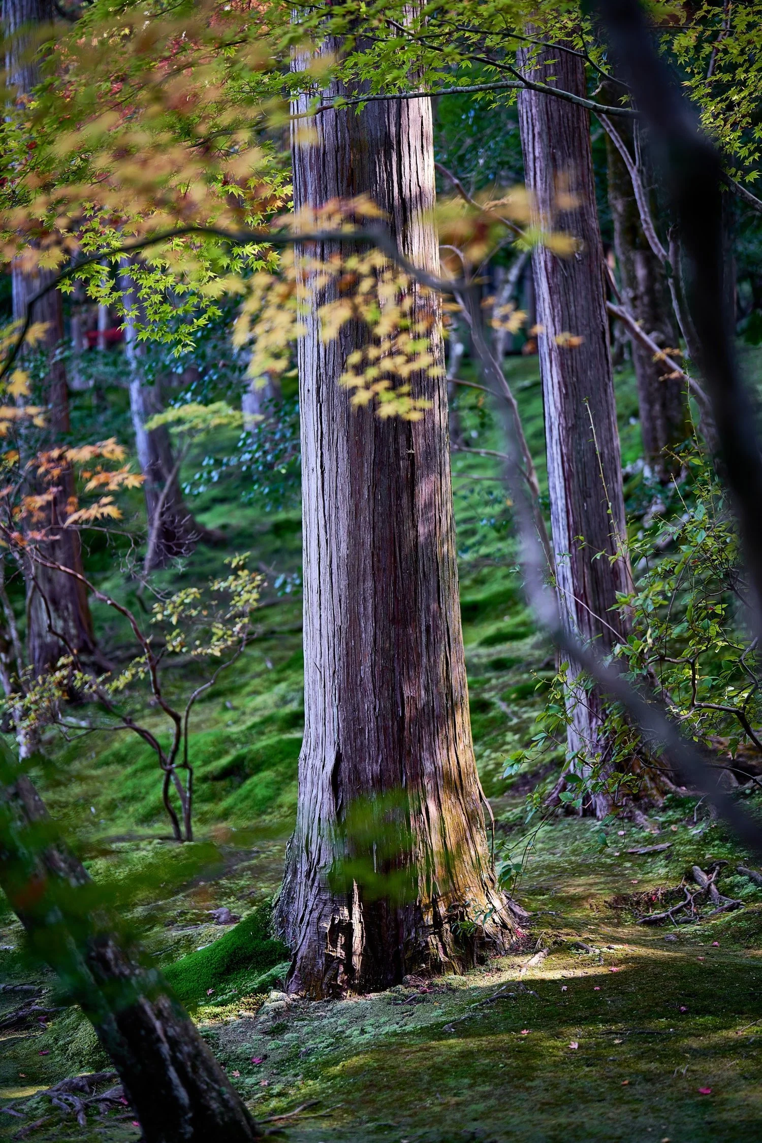 21-11-14-kyoto-+195.jpeg