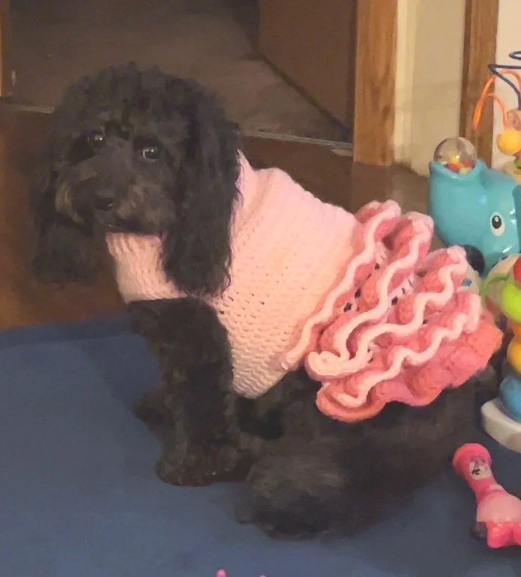Dixie is our sweet model for this dog sweater :)