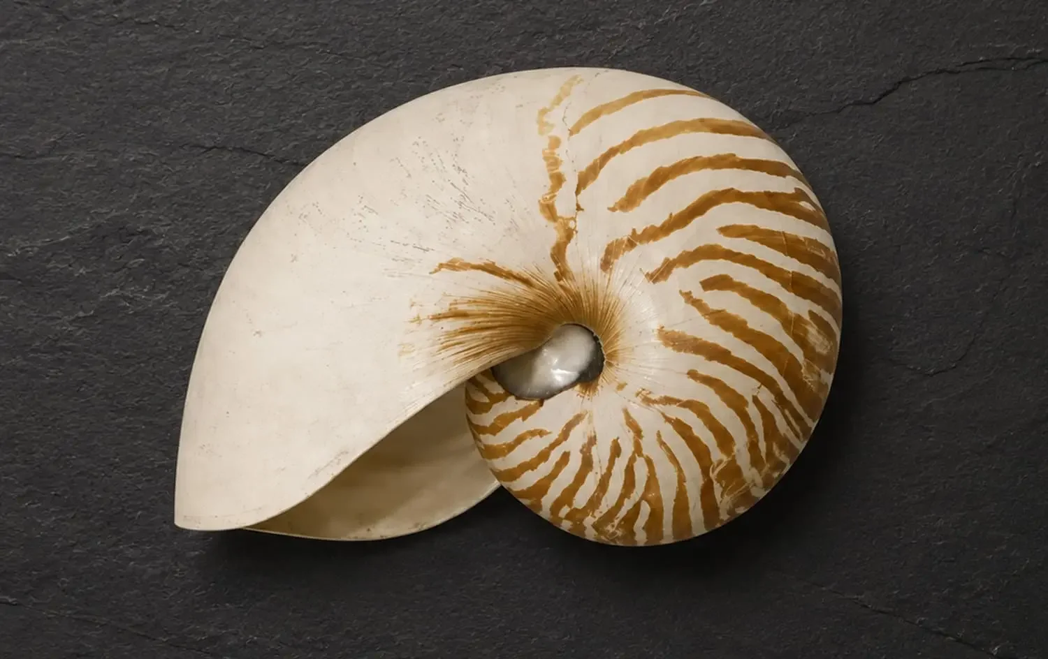 Shell_Images1_CROP_1.webp