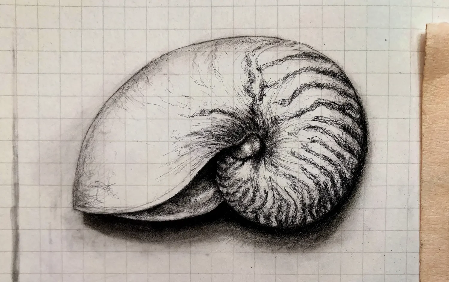 Shell_Images1_CROP_2.webp