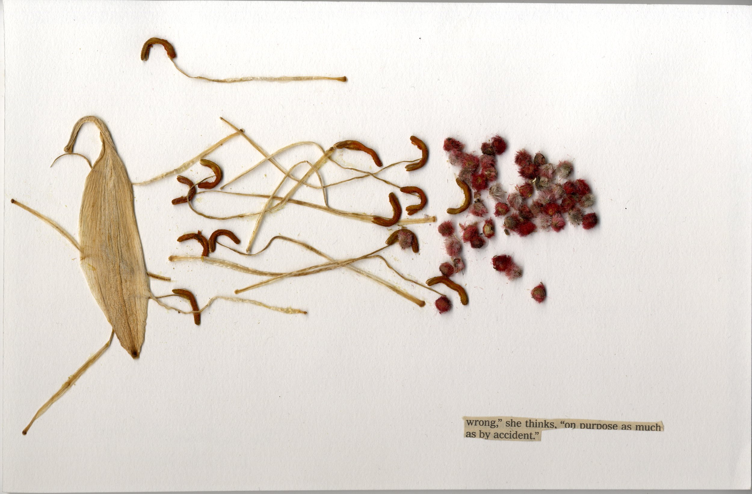Lily and Sumac.jpg