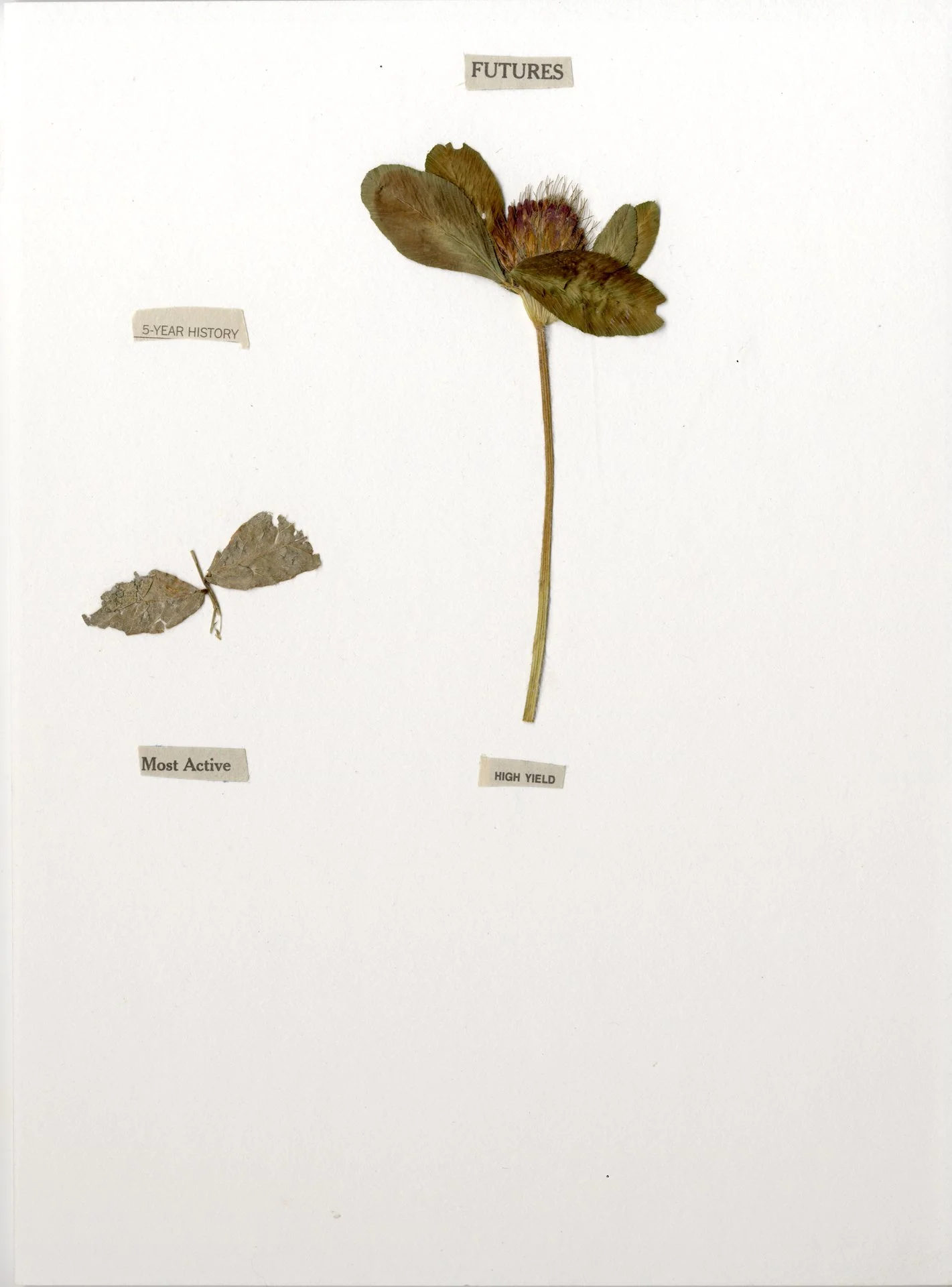 Clover industry.jpg